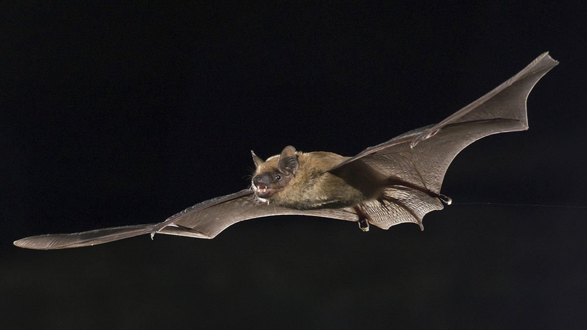 Bats will be on the move through Evanston this spring. Here’s what to expect.