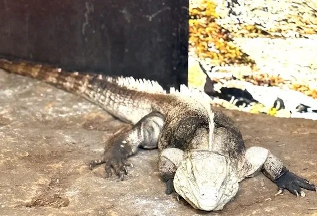 All there is to know about the new reptile exhibit at the Field Museum