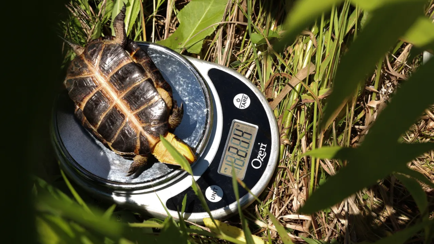 Scientists team up in ‘unparalleled’ effort to protect Illinois’ endangered turtles from increasing threats