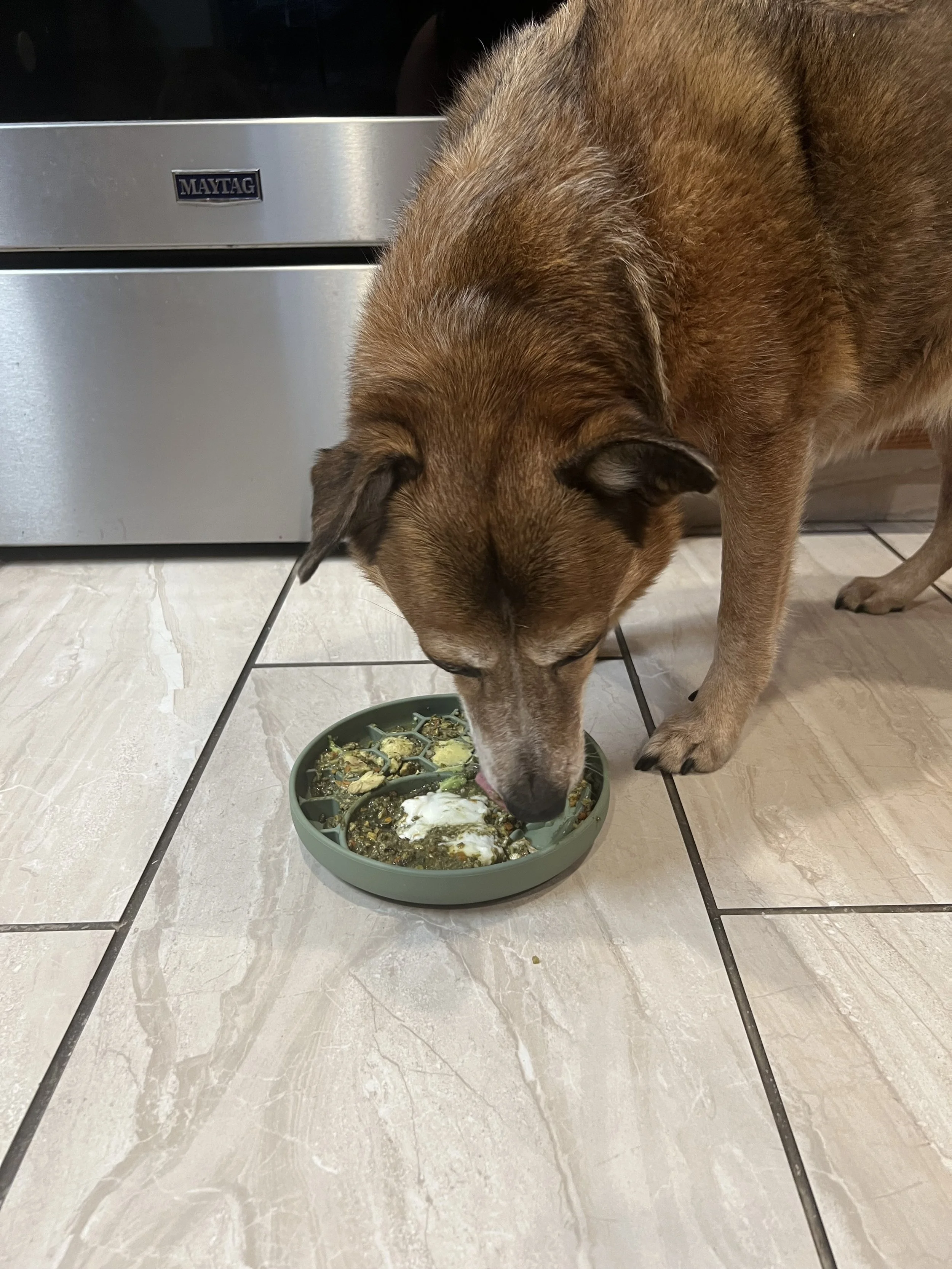 Breakfast with Enrichment Bowls: Boosting Your Dog’s Health and Happiness