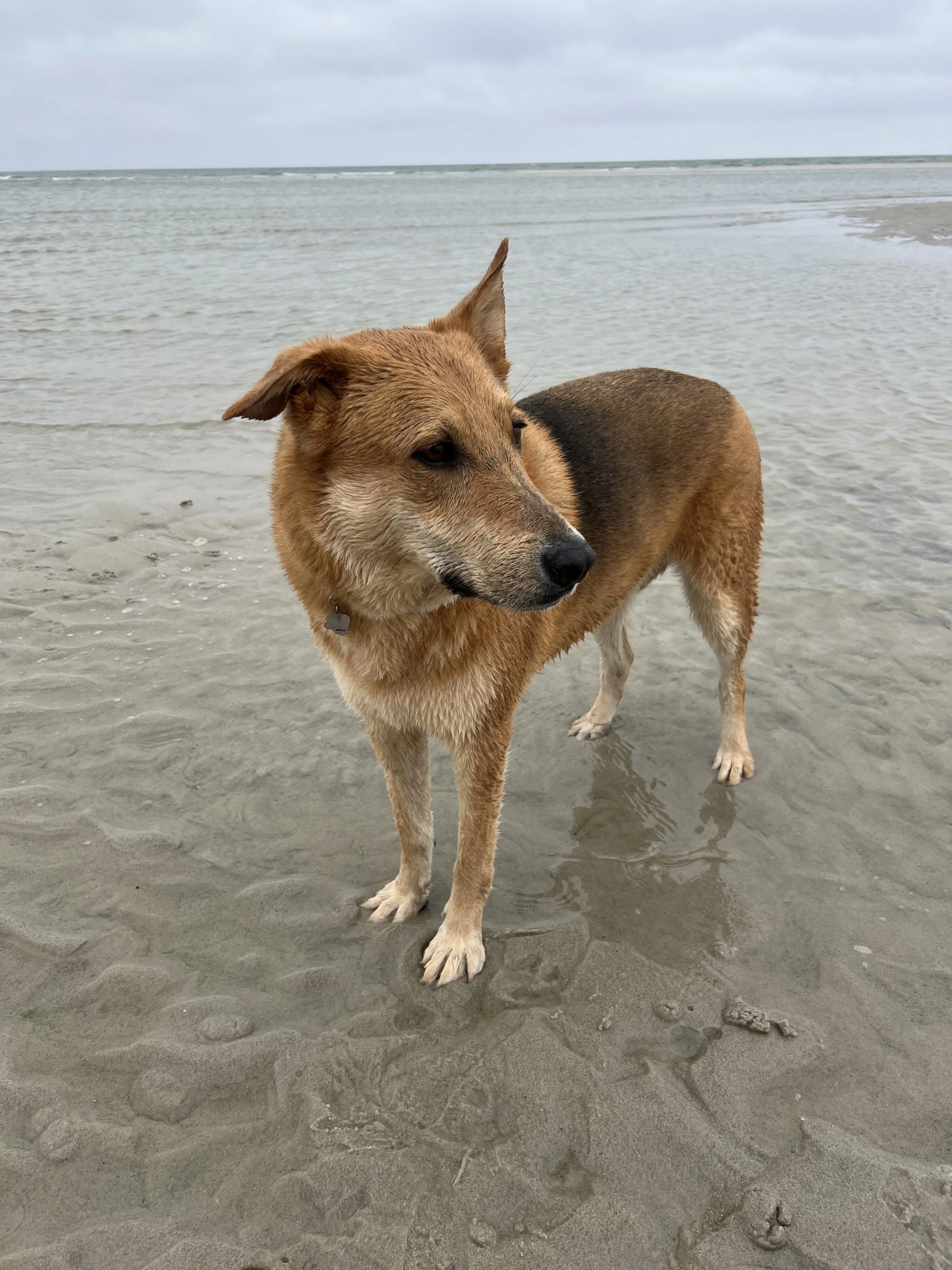 Using TCM, Fresh Foods and Herbs to Support Your Dog’s Liver Health