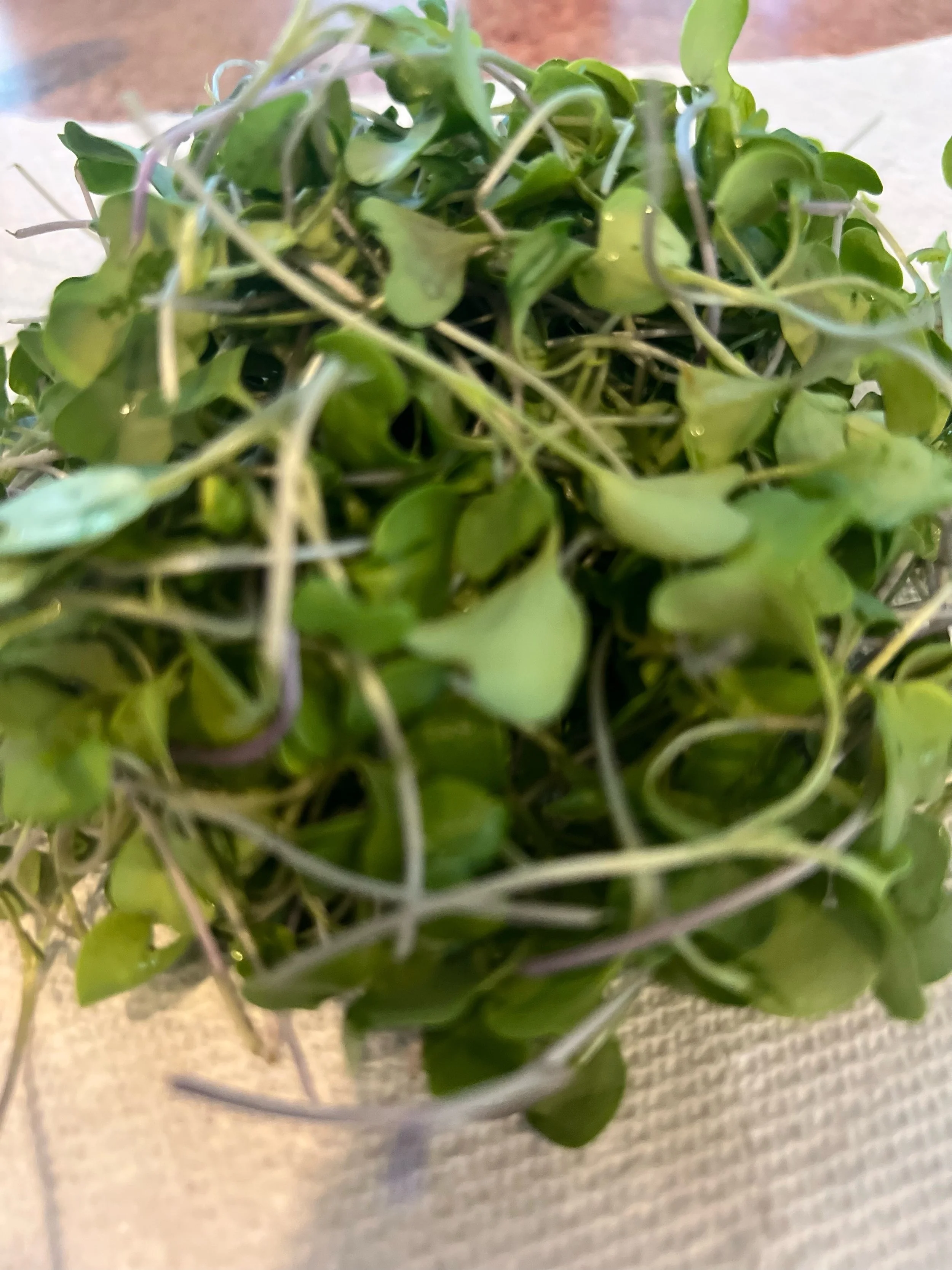 The Power of Broccoli Sprouts for Toddlers (And Why Nursing Mamas May Want Them Too)