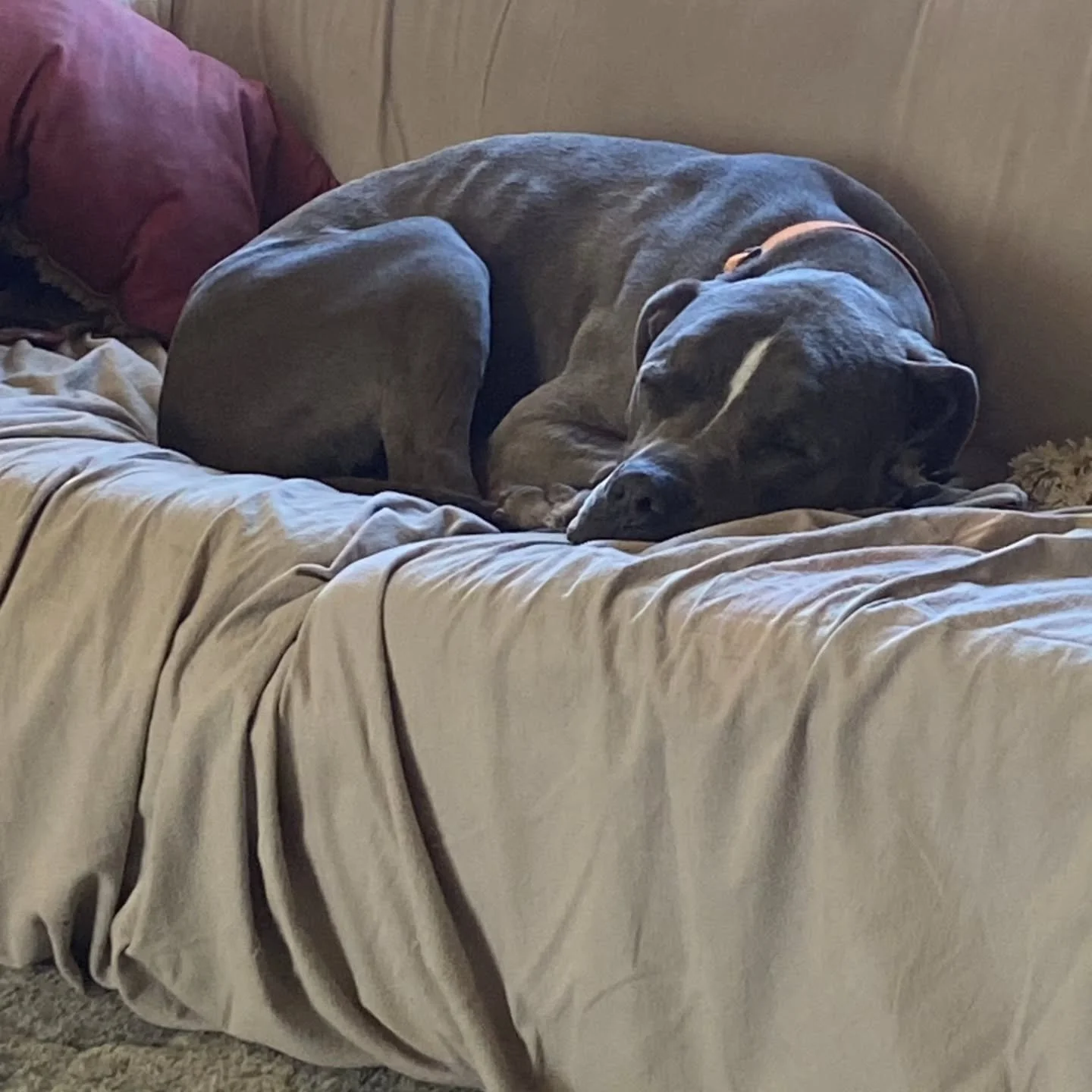 Happy to report that Phineas from a previous post has been adopted and fully integrated into his new forever. Home He has a mom and a dad who love him dearly And have dedicated their love, their time and their resourcesTo Phineas. He is a wonderful p