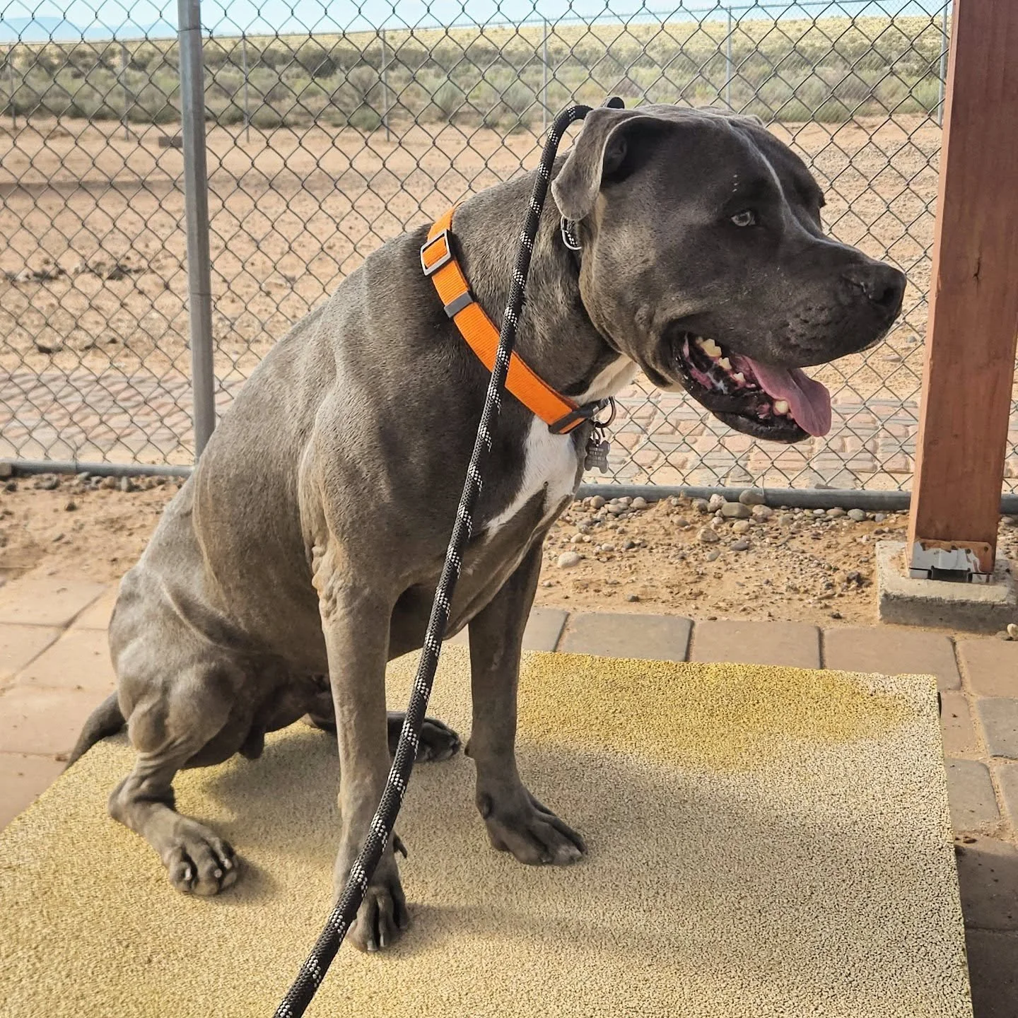 Another early morning with Phineas, a big pretty pitty mix that I am training for watermelon ranch. If anybody is looking to adopt. Phineas is a wonderfully smart dog who needs a firm hand and Proper leadership in his life, he would make a wonderful 