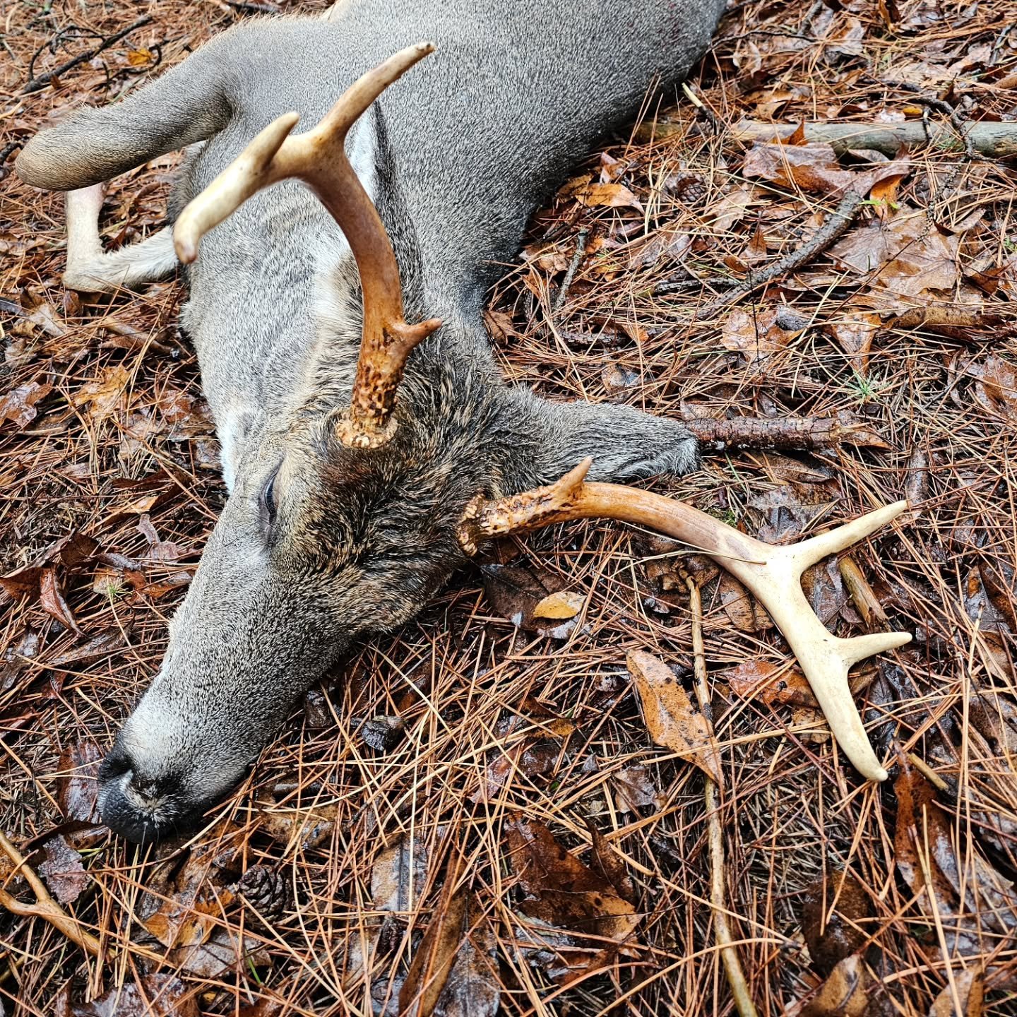 Hey all! After a very successful weekend for opening of rifle season, I'll be back in the shop all of this week! Appointments are starting to fill up, so be sure to check out my link or reach out to me directly. Can't wait to see you all in my chair!