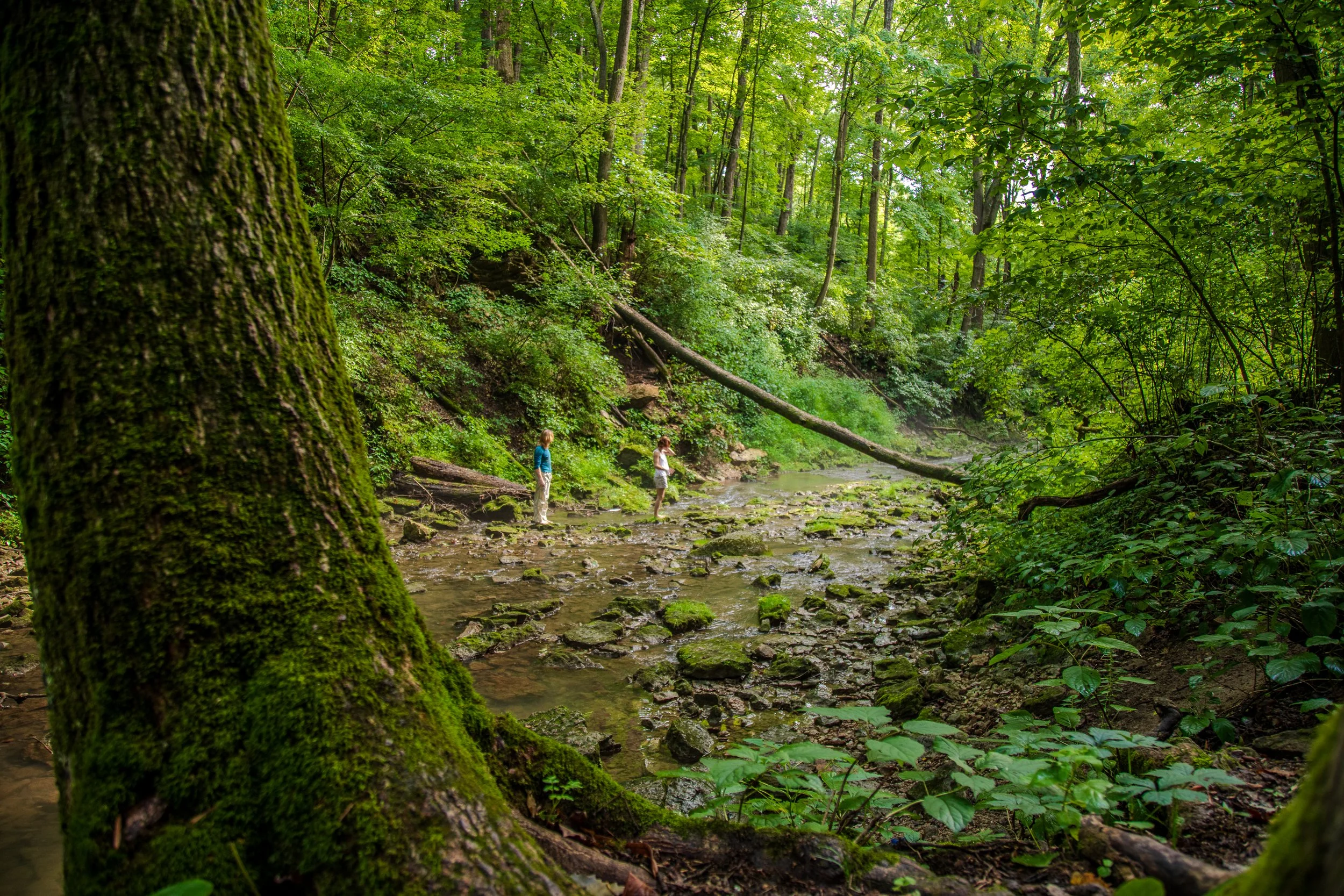 Two people are exploring a lush green forest stream, with moss-covered trees and a fallen log across the water.