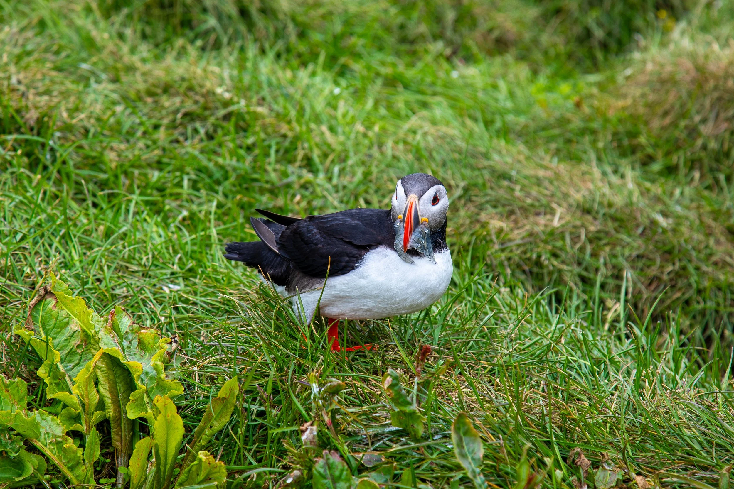 A puffin standing on green grass with scattered plants.