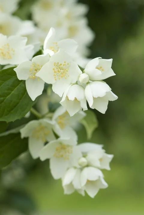 Cluster of white flowers with yellow centers on green foliage
