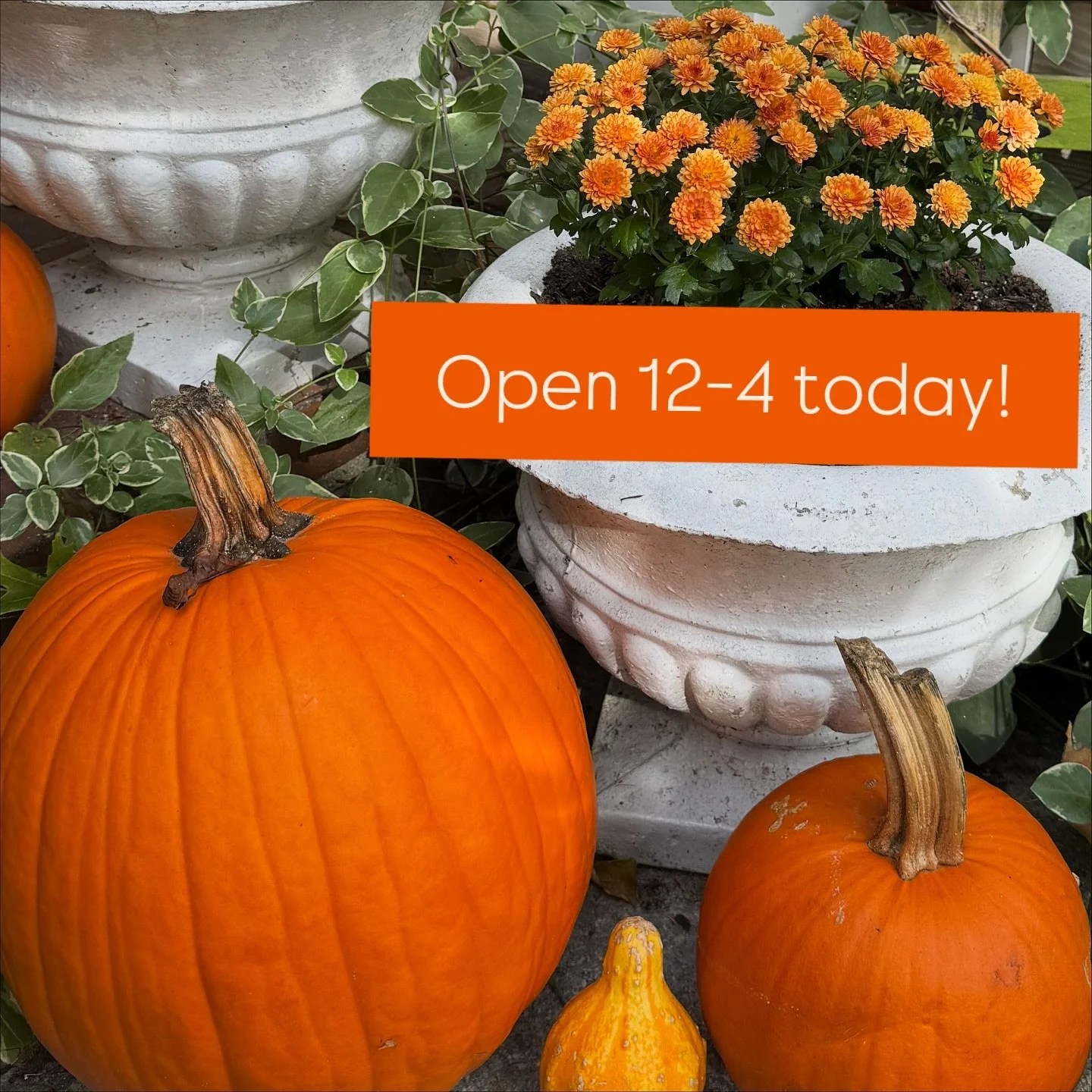 fox + doe is open until 4 today! ✨ Come on by and wrap up your weekend with some fabulous new finds — from cozy layers to statement accessories and everything in between. Treat yourself to a little retail therapy before Monday rolls in! 💃🧥👜