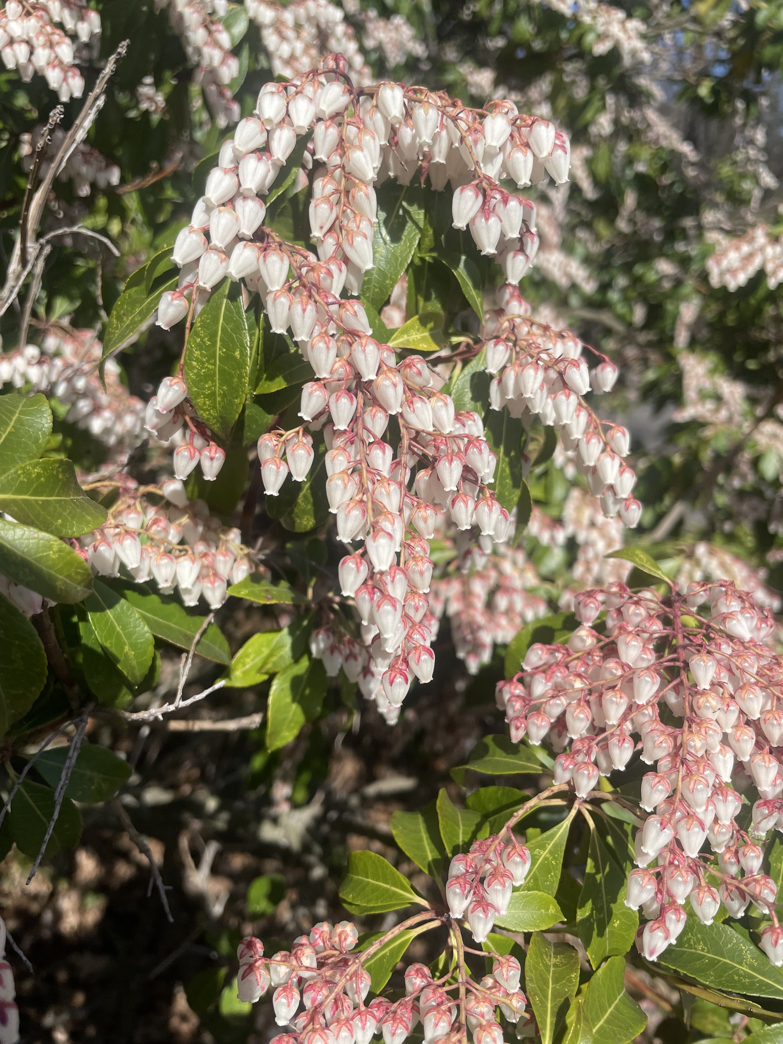 Clusters of small white bell-shaped flowers with pink accents hanging from thin stems among green leaves.