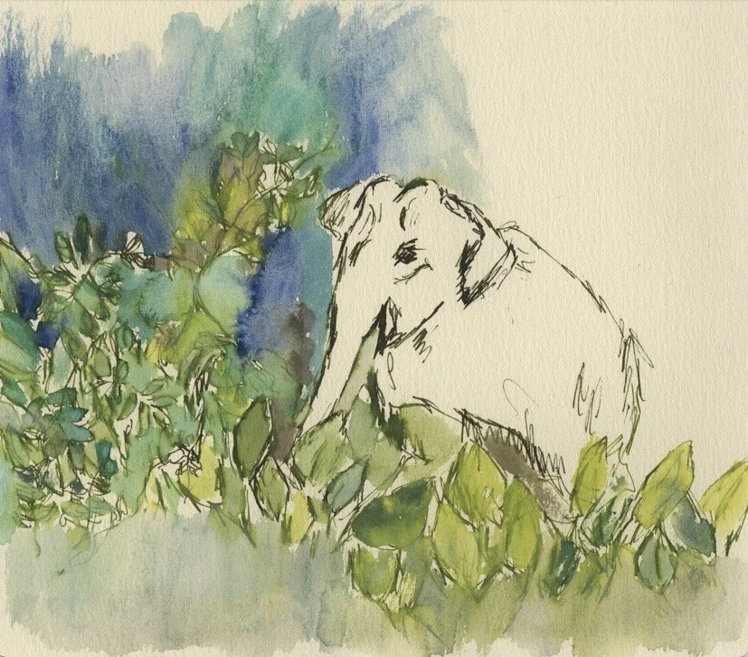 Human-elephant relations