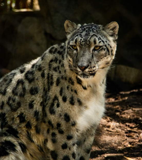 Northern Michigan University researchers to bring global wildlife research to Gwinn community