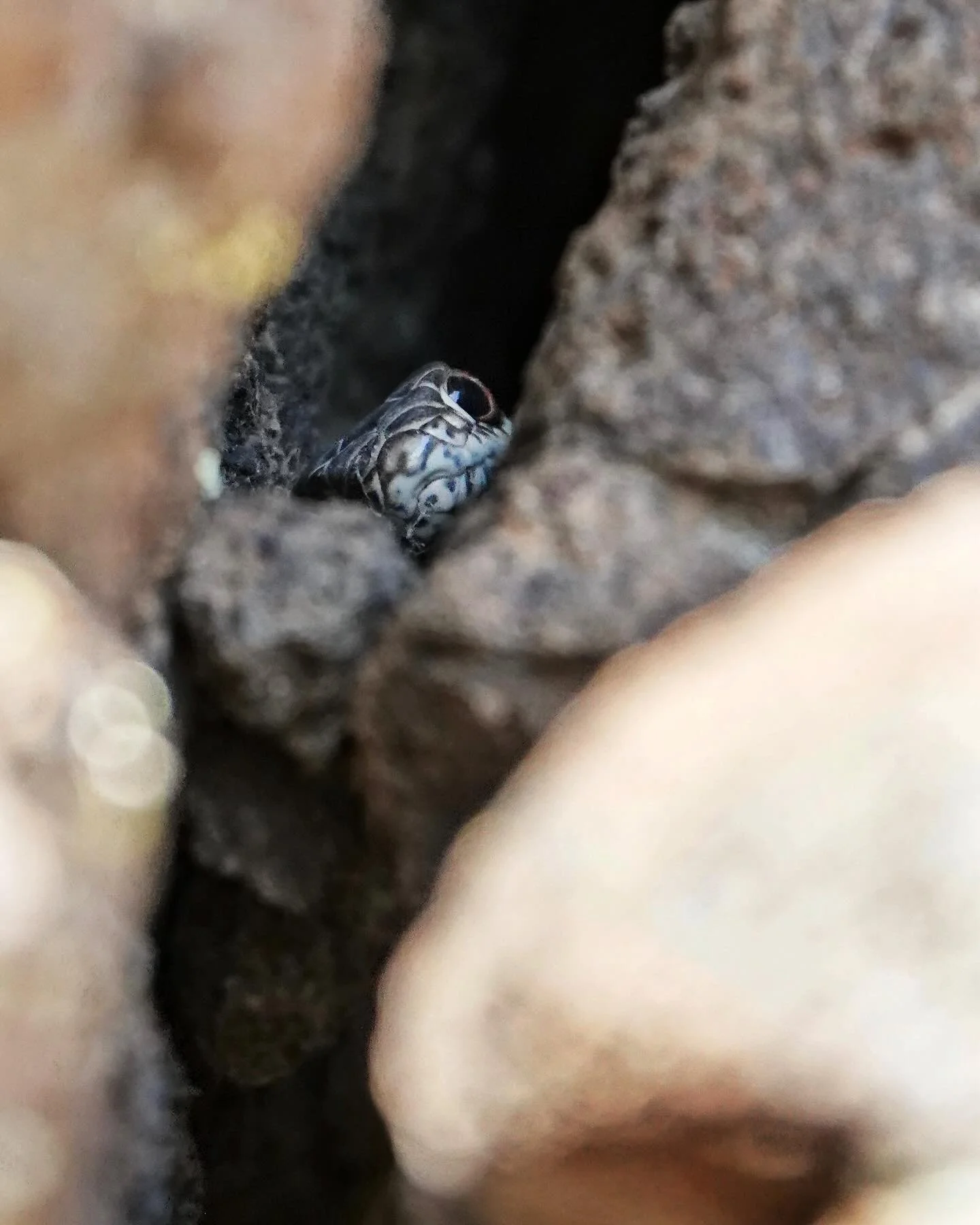 What&rsquo;s crackin? Striped whipsnakes love cracks in rocks, from where they can peer out at the world while staying tucked away from predators. This is the first striped whipsnake I&rsquo;ve seen so far this year, sharing a crack with a few rattle