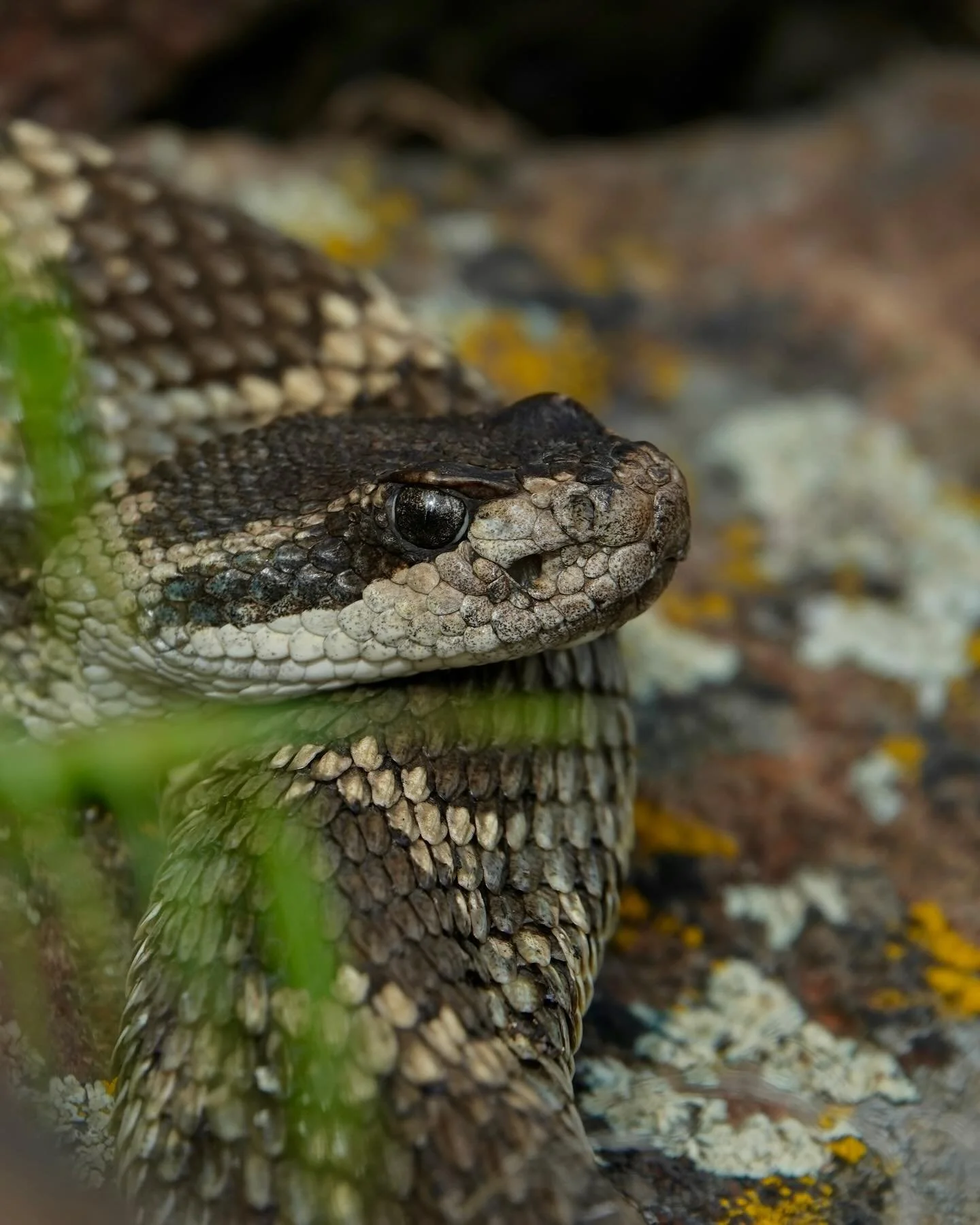 Portrait of a wise old man from a spectacular &ldquo;wilderness den&rdquo; that I was able to visit quite a bit this spring for whipsnake surveys. This snake was up and basking regularly before any of the other big males woke up from their winter sle
