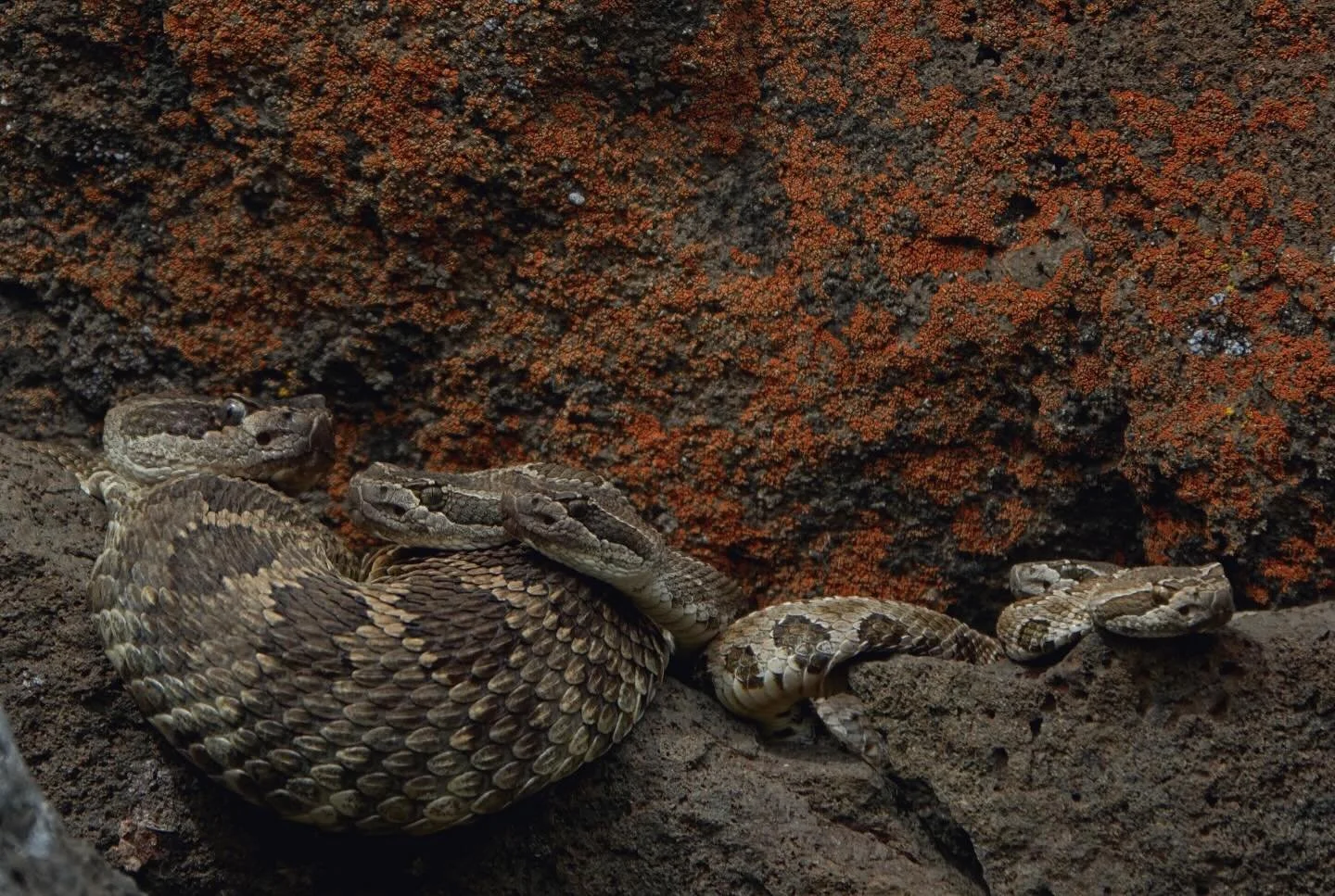 Role call! I&rsquo;ve been too overwhelmed lately to make any fun new reels, so I&rsquo;m going to start sharing more photos from spring den season. These 5 rattlesnakes shared this crack all day long on a humid April afternoon at a rattlesnake den f