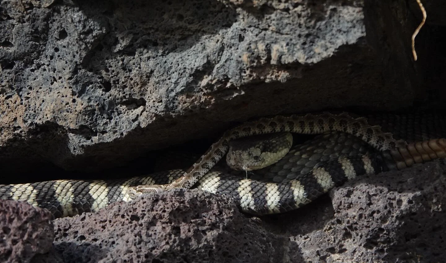 Just rattlesnakes being rattlesnakes :)