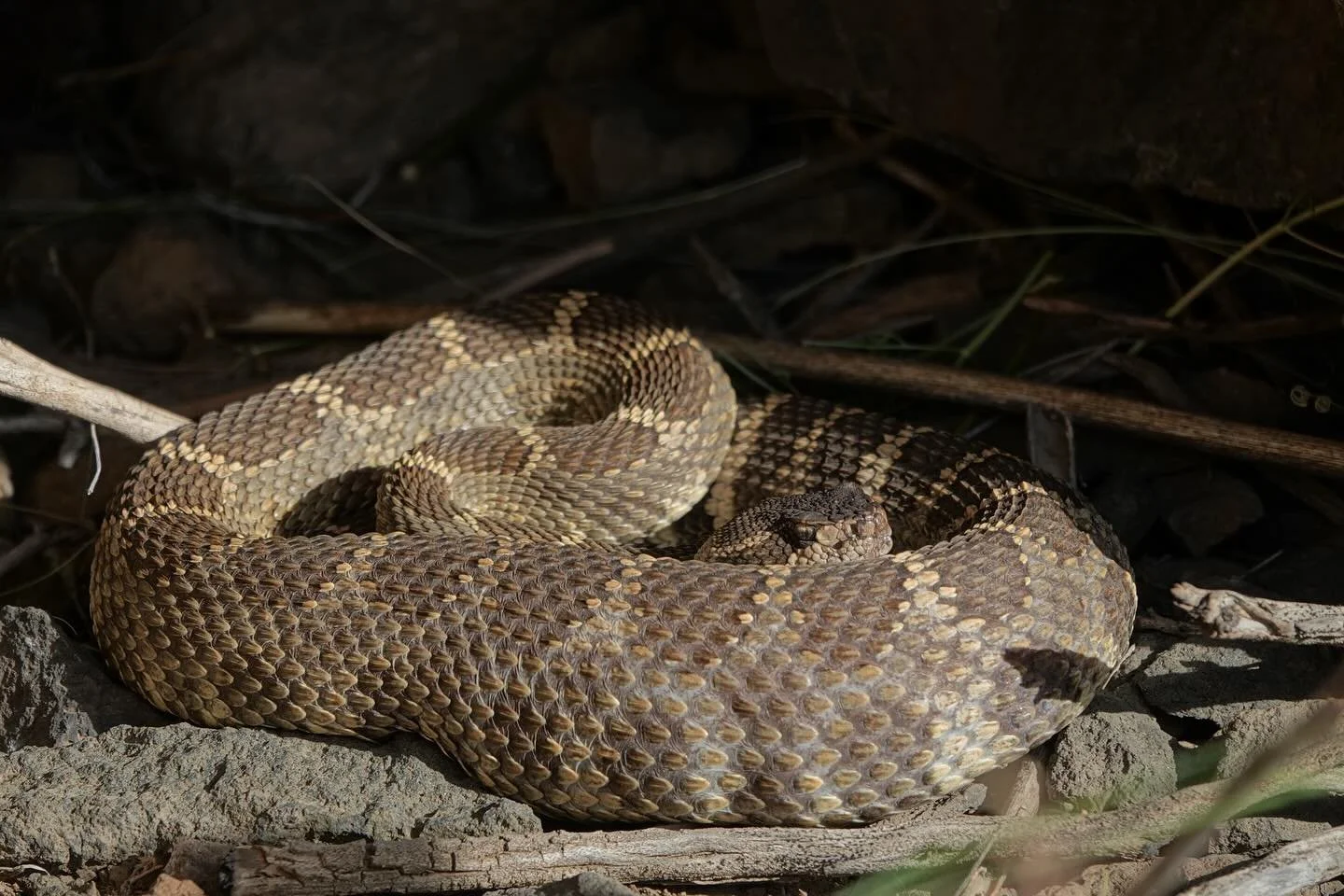 Northern pacific rattlesnake and bushy-tailed woodrat, spring 2025