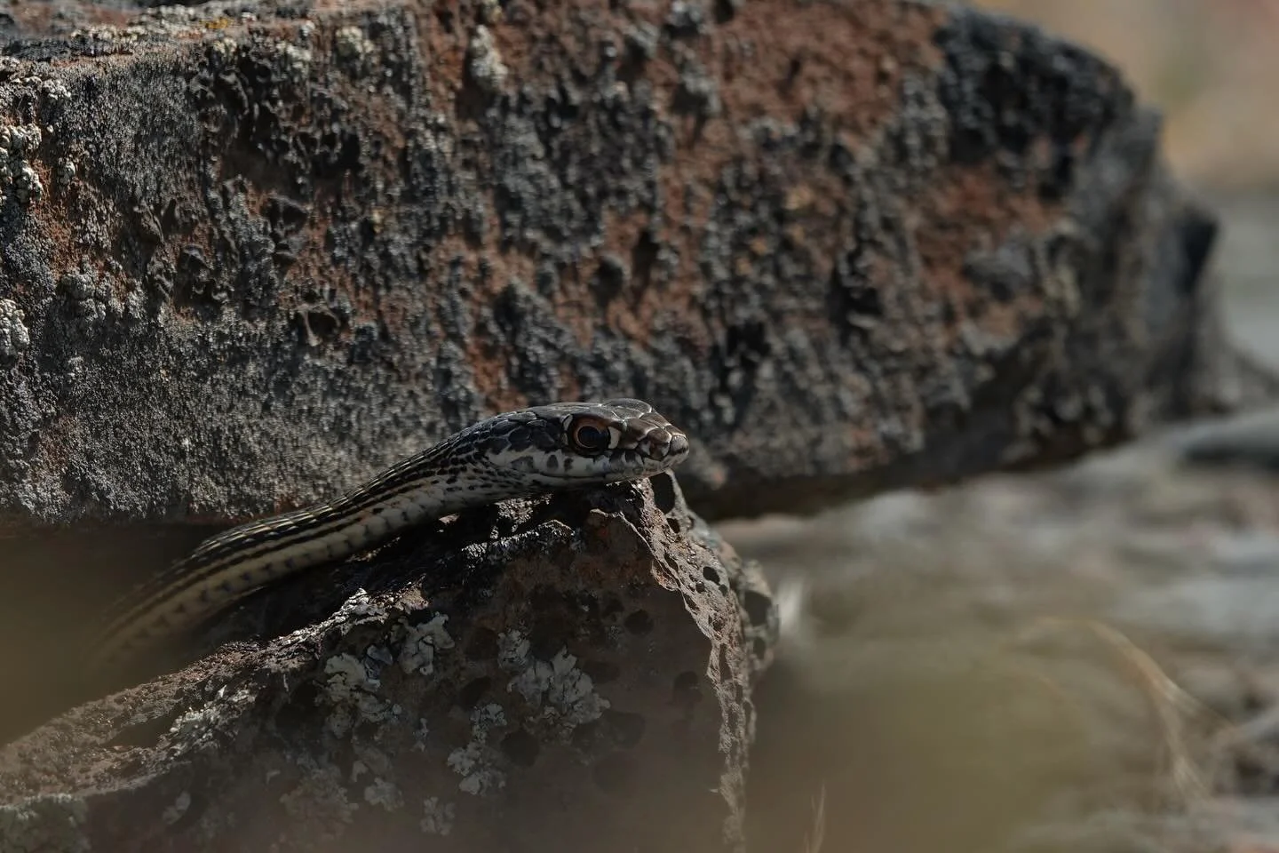 Meet Cora. I noticed her on a September morning, just as she was starting to peer out of her rocky shelter. She spent nearly an hour &ldquo;waking up,&rdquo; looking around, resting her head on the rock as it warmed. At one point two common ravens fl