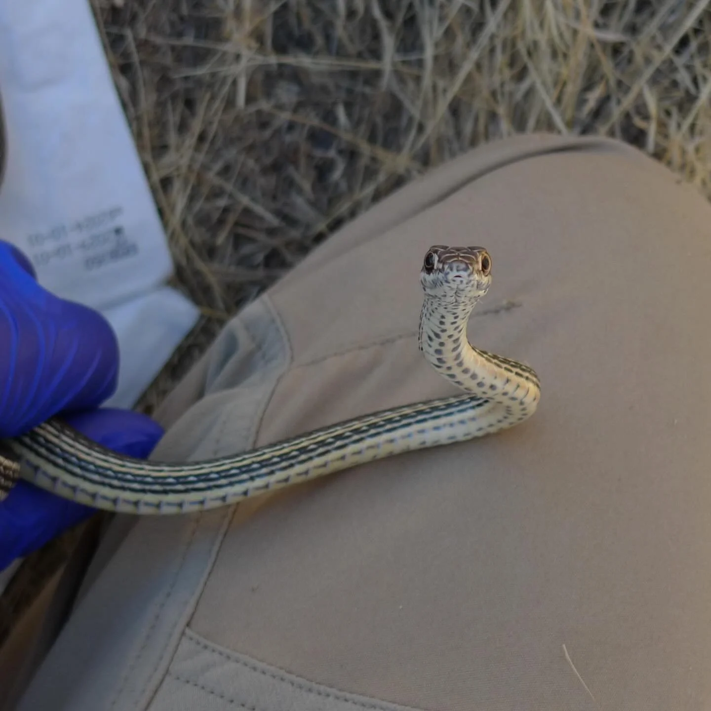 Miss my little psychos. P.S. this is a protected species handled under permits! #stripedwhipsnake #masticophistaeniatus