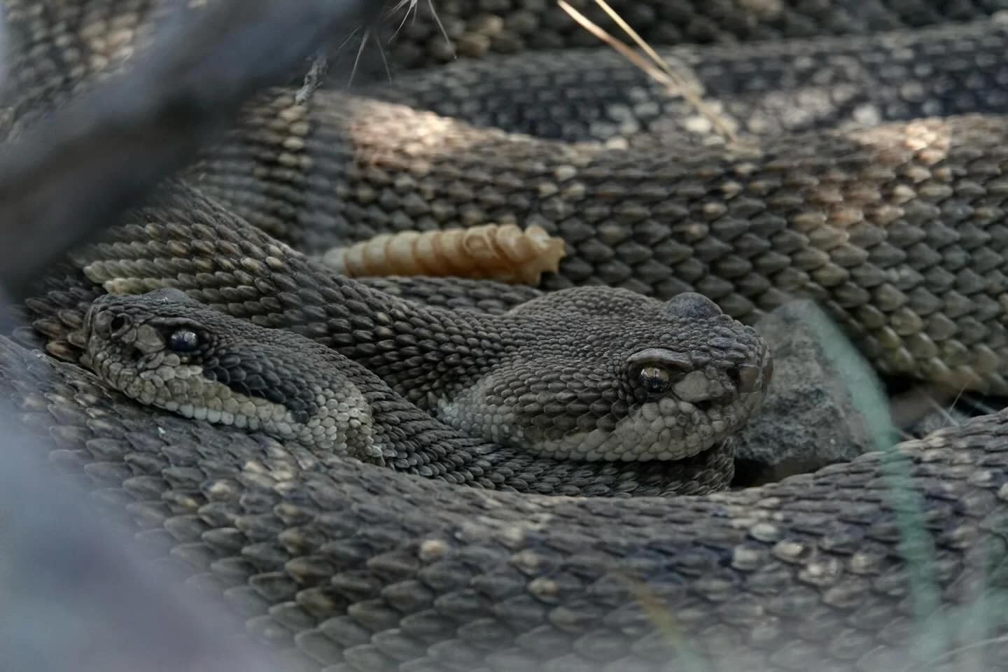 Belated Scott update!!

ICYMI: I&rsquo;ve been monitoring (obsessing over) Scott the northern pacific rattlesnake since we first met in 2018. Every year, he shows up at the same spot, same time, and hunts ground squirrels to his heart&rsquo;s desire 