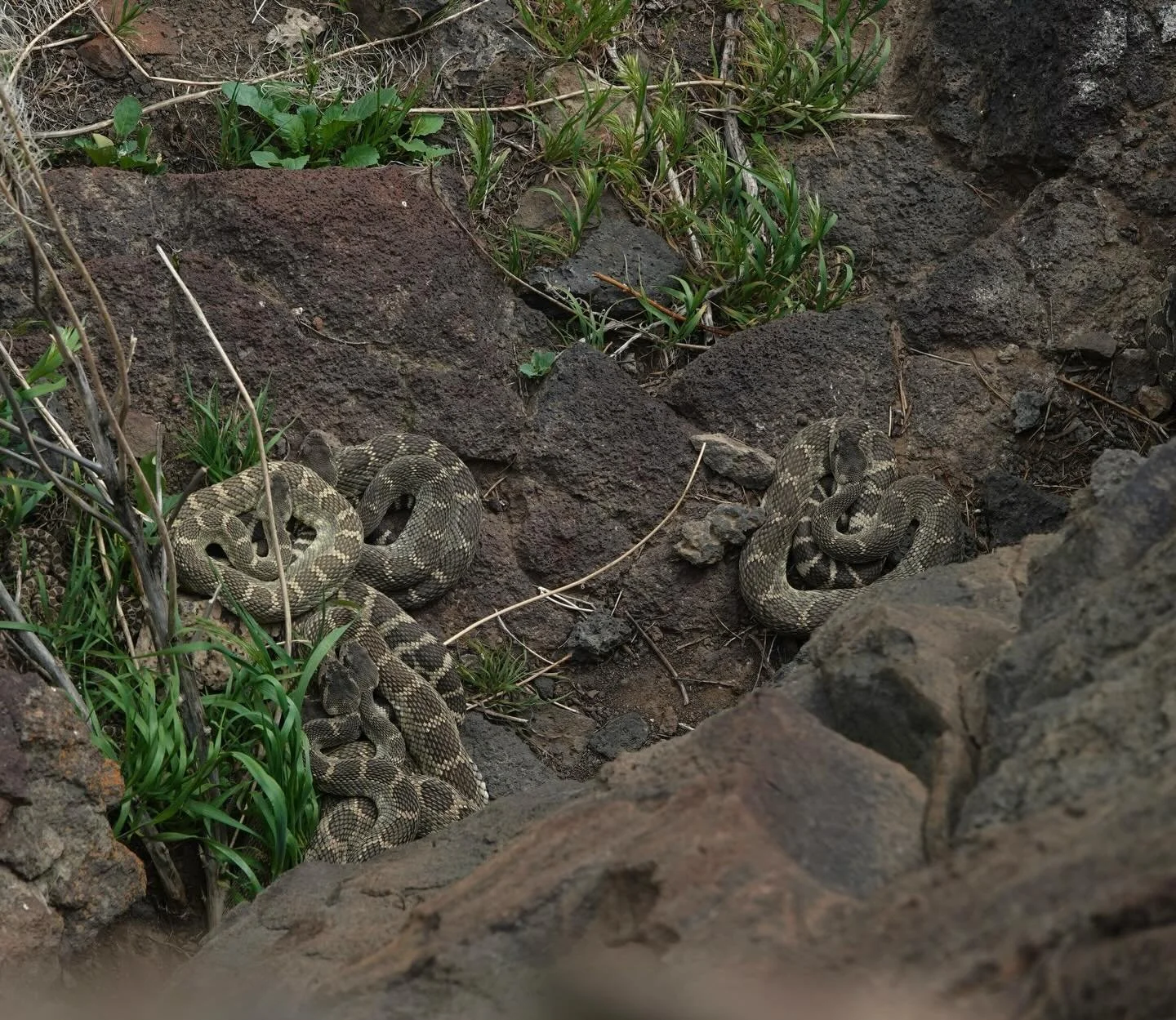 Den season is starting 🤩. For the next several weeks in WA, rattlesnakes will be languidly basking at their dens, taking long naps in the sun, and doing plenty of socializing and cuddling before they venture out into the world. It&rsquo;s my favorit