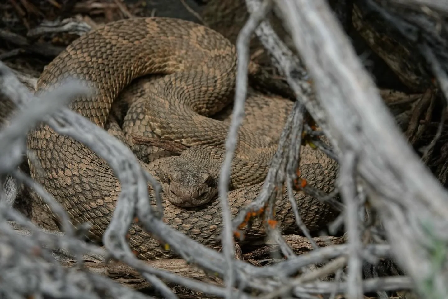 A lovely moment with an extremely muddy rattlesnake from earlier this month. My two favorite things in one photo - a northern pacific rattlesnake and old-growth big sagebrush. April is the best month in my humble opinion. Wildflowers, lazy rattlesnak