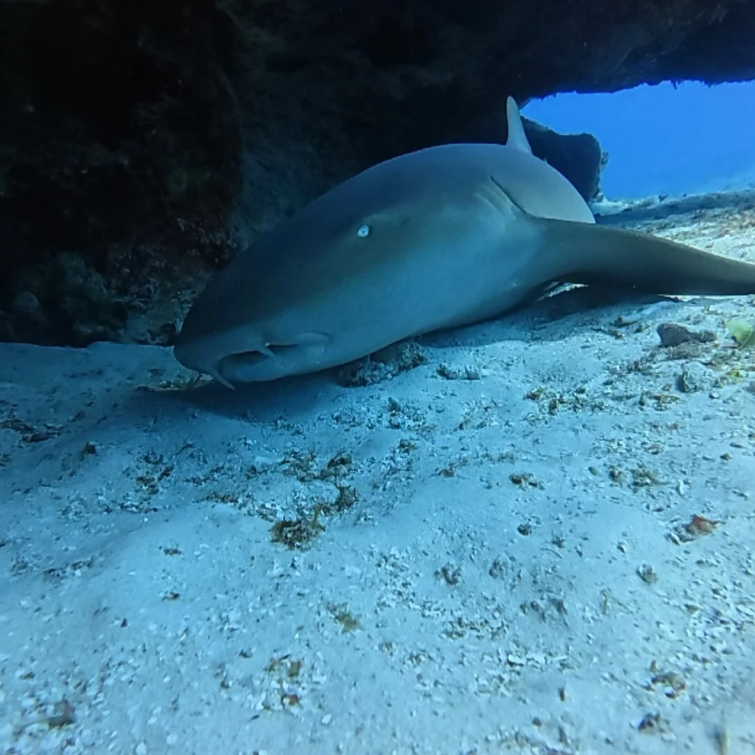 If you haven't looked a shark in the eyes maybe it time for you to get in the water. 
.
The number one fear of starting the scuba cert is coming across sharks. Well you will and it can change your whole perspective. Fear is just the unknown. 
.
Hopin