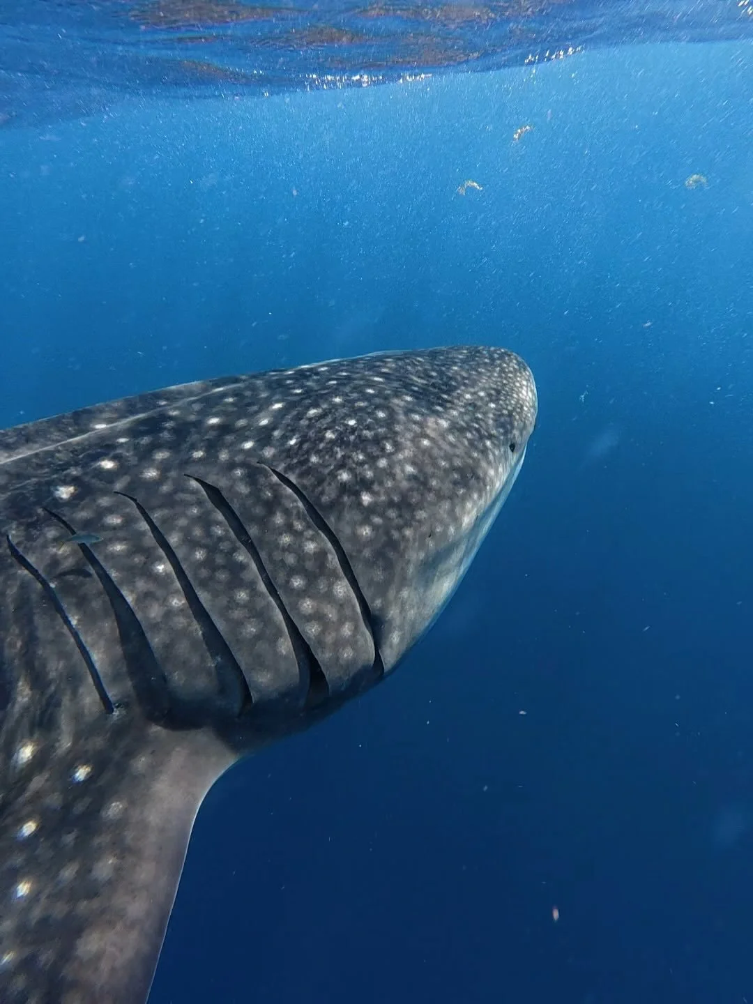 Curious where everyone has seen whale sharks. . . 
.
I&rsquo;ve seen them in Mexico 3 times now including this summer. The first year was a wild experience but as I&rsquo;ve gone back there have been more and more regulations which I appreciate to pr