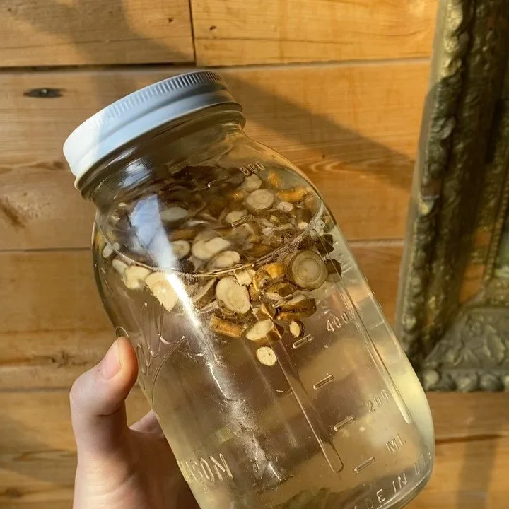 early spring in upstate new york! witnessed the tender early few hours after the birth of the farm&rsquo;s first lamb of the season, harvesting marshmallow root and burdock and nettle, spending time with another mama and her many puppies, watching th