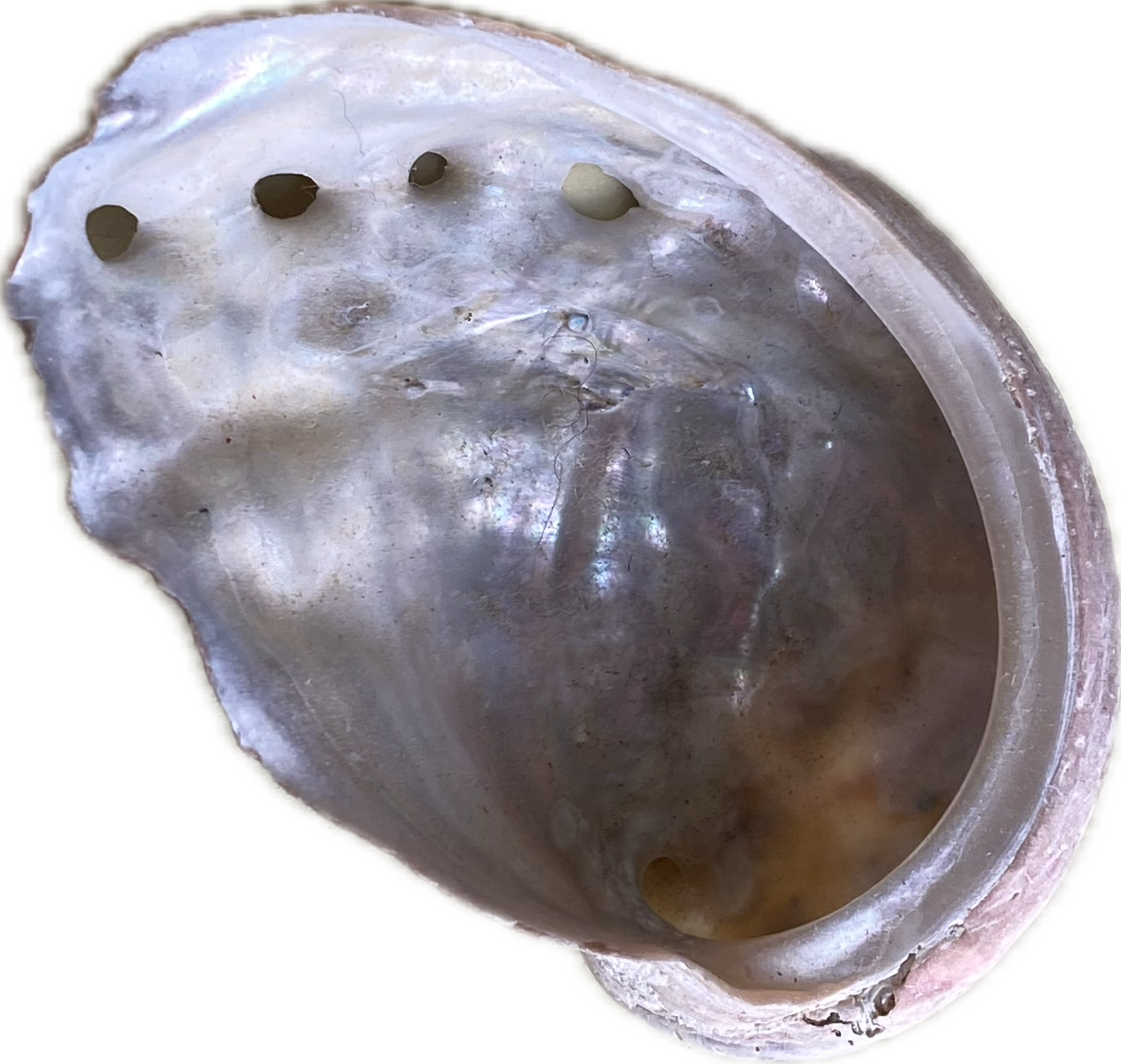 Close-up of the inside of an empty oyster shell, showing its iridescent interior and small holes at the top.