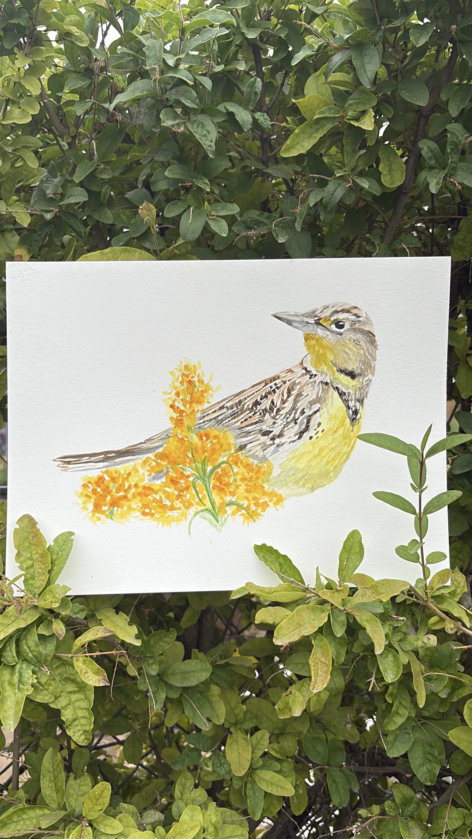 NEBRASKA State Bird + Flower (Print)
