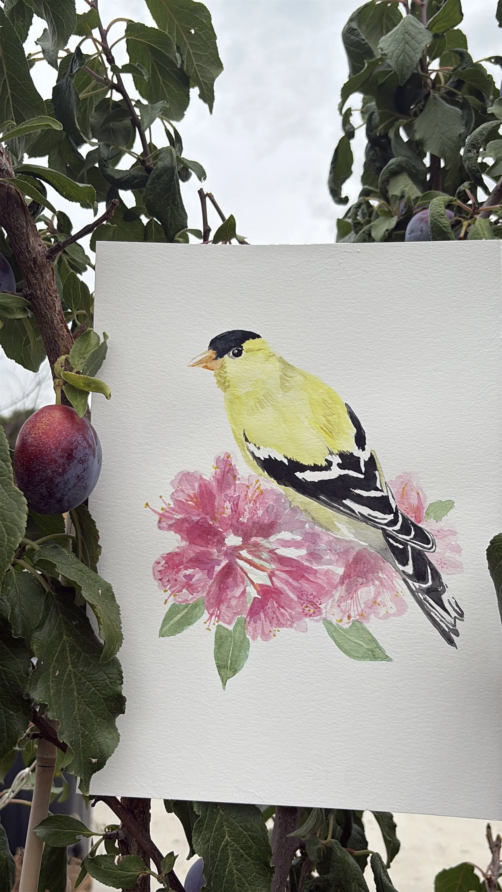 WASHINGTON State Bird + Flower (Print)