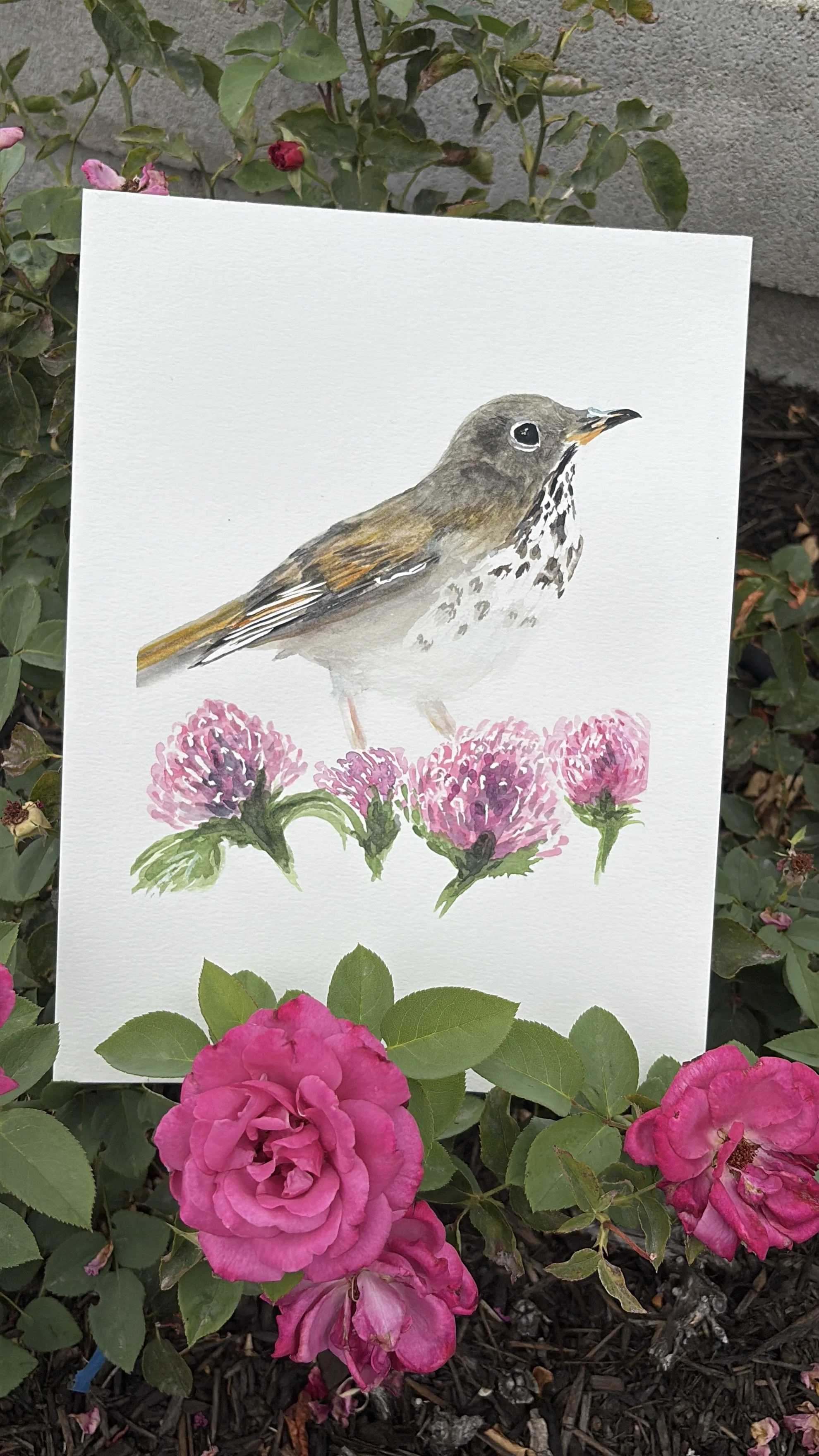 IMG_0809.jpg