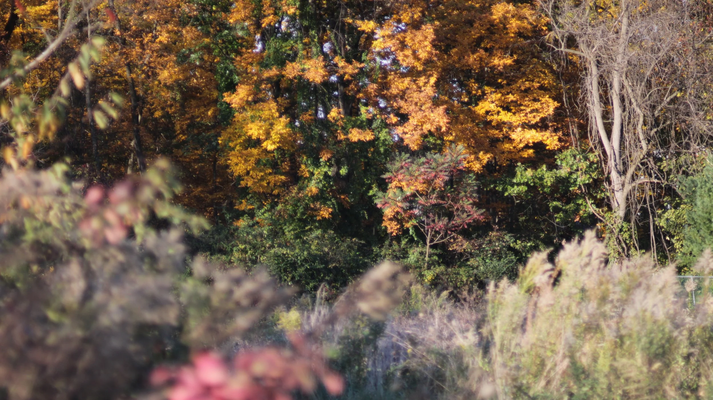 Colorful trees (Bethlehem, PA 2021).JPG