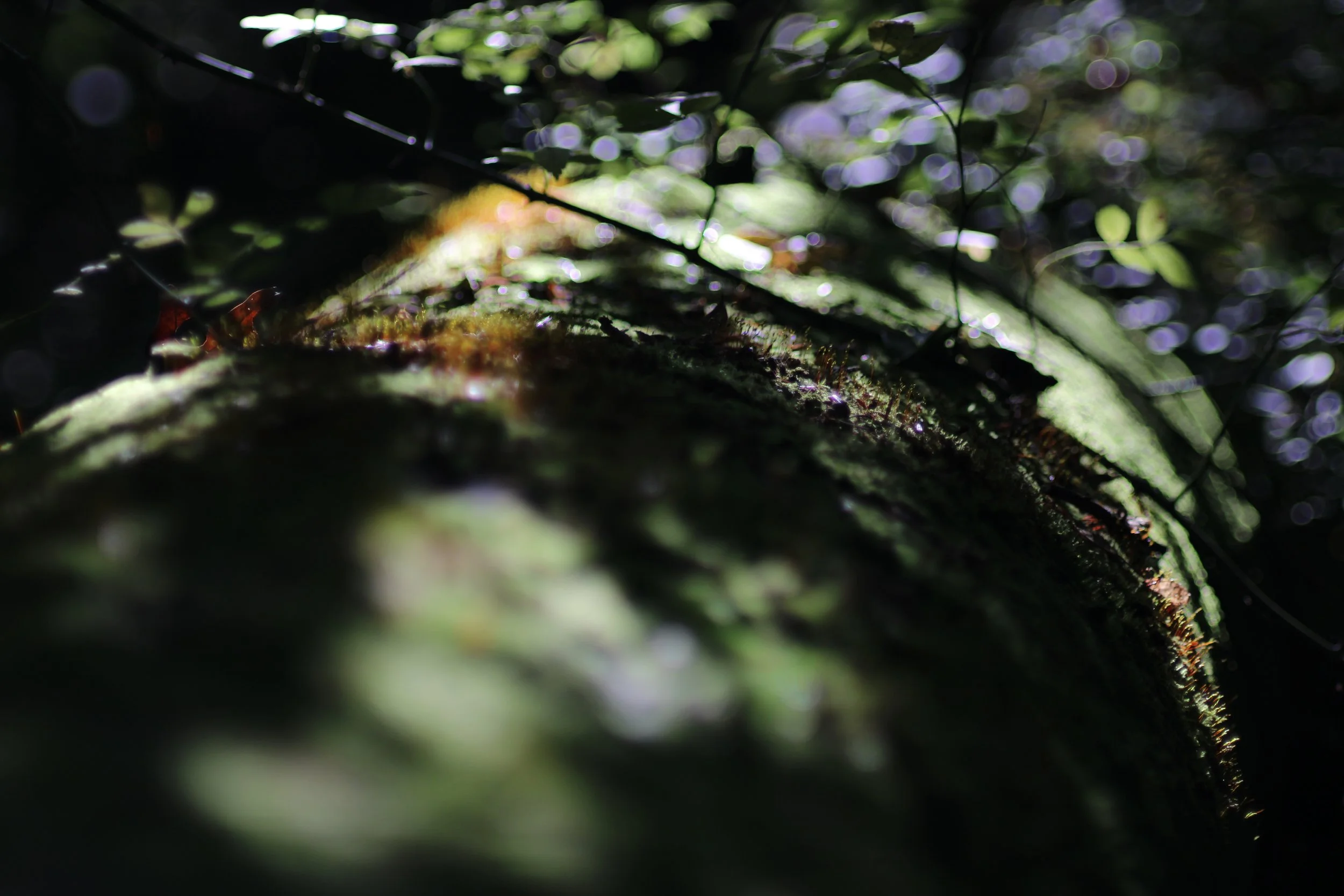 A whole little world (Bethlehem, PA 2022).JPG