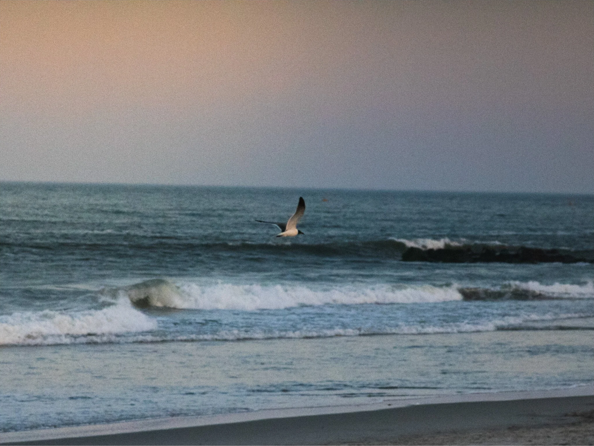 OCNJ-24.png