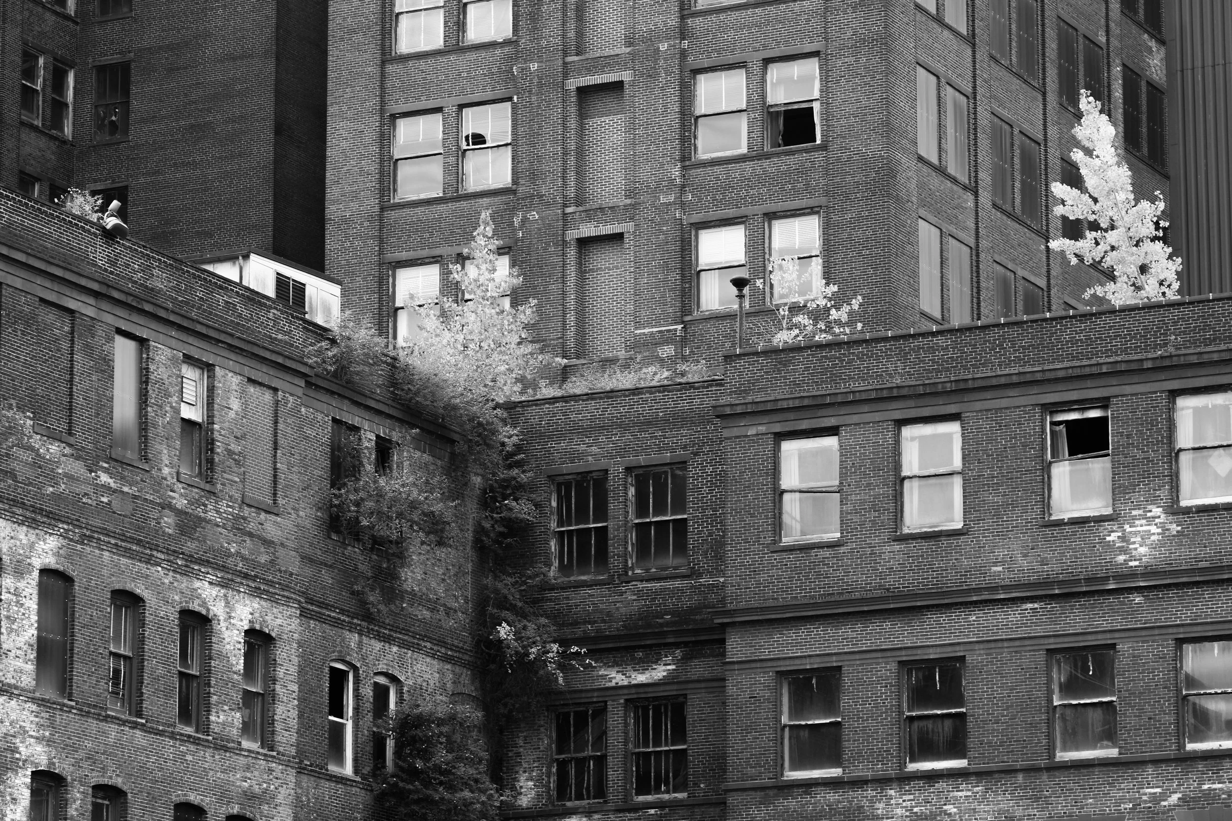 Mycelium (Bethlehem, PA 2024).jpg