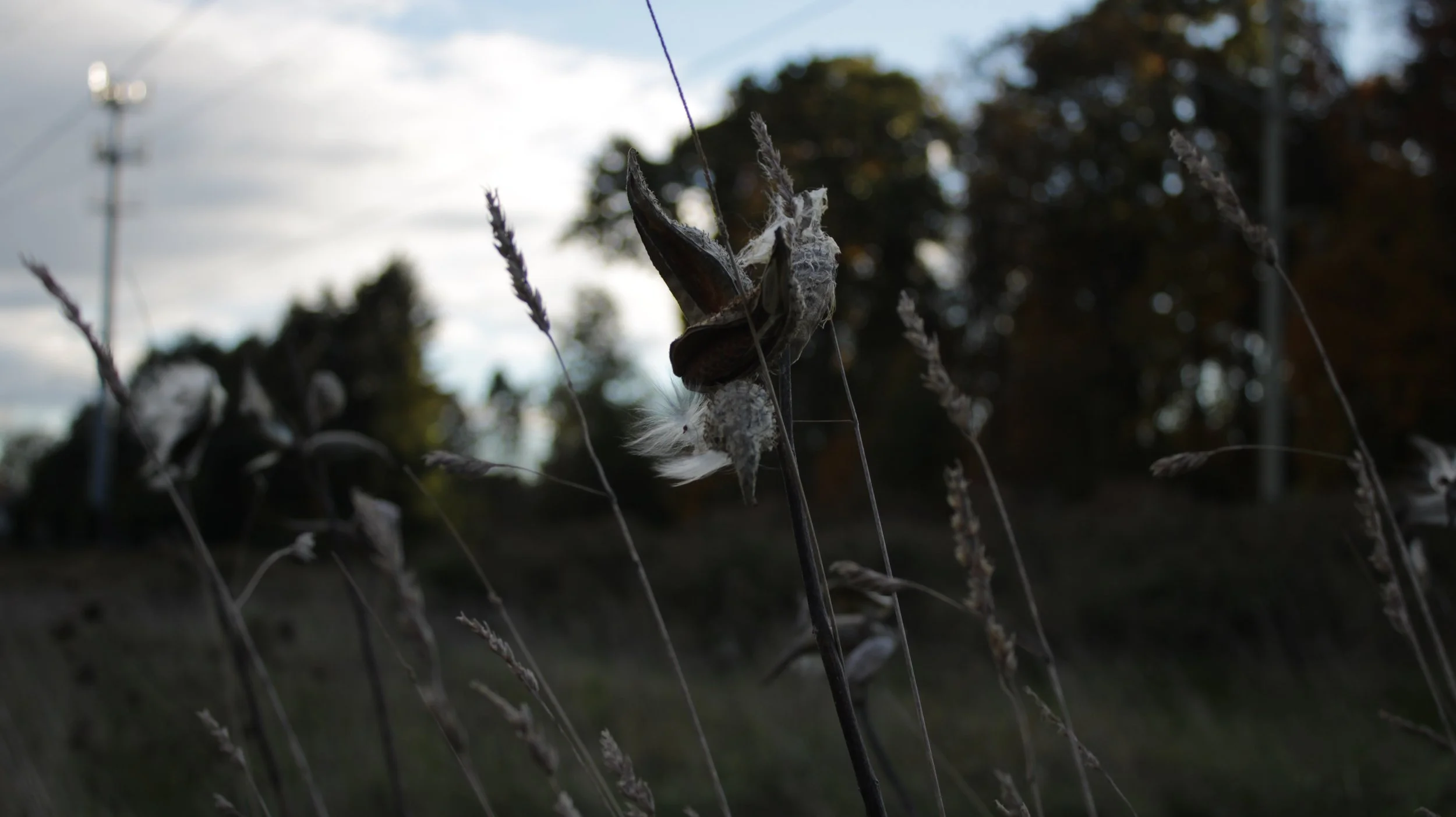 Grain in the field (Bethlehem, PA 2021).JPG