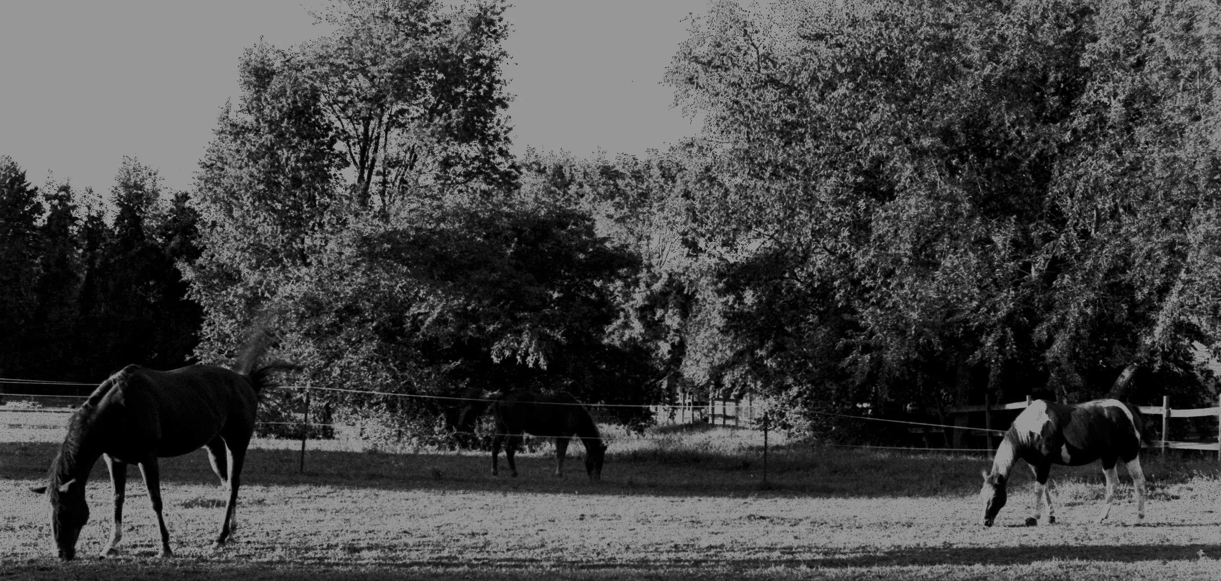 Three horses (Bethlehem, PA 2023).jpg