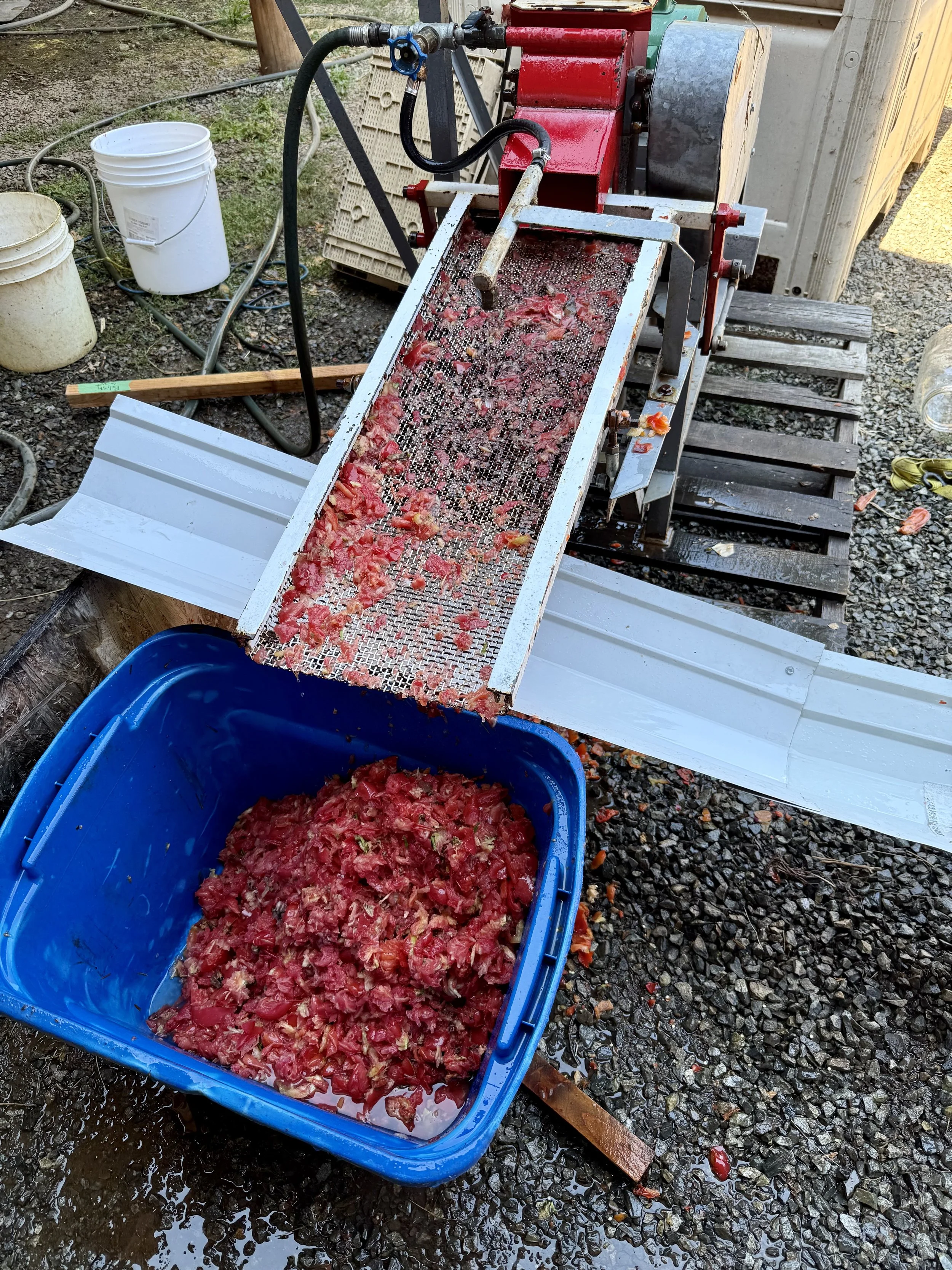 Tomatoes getting processed