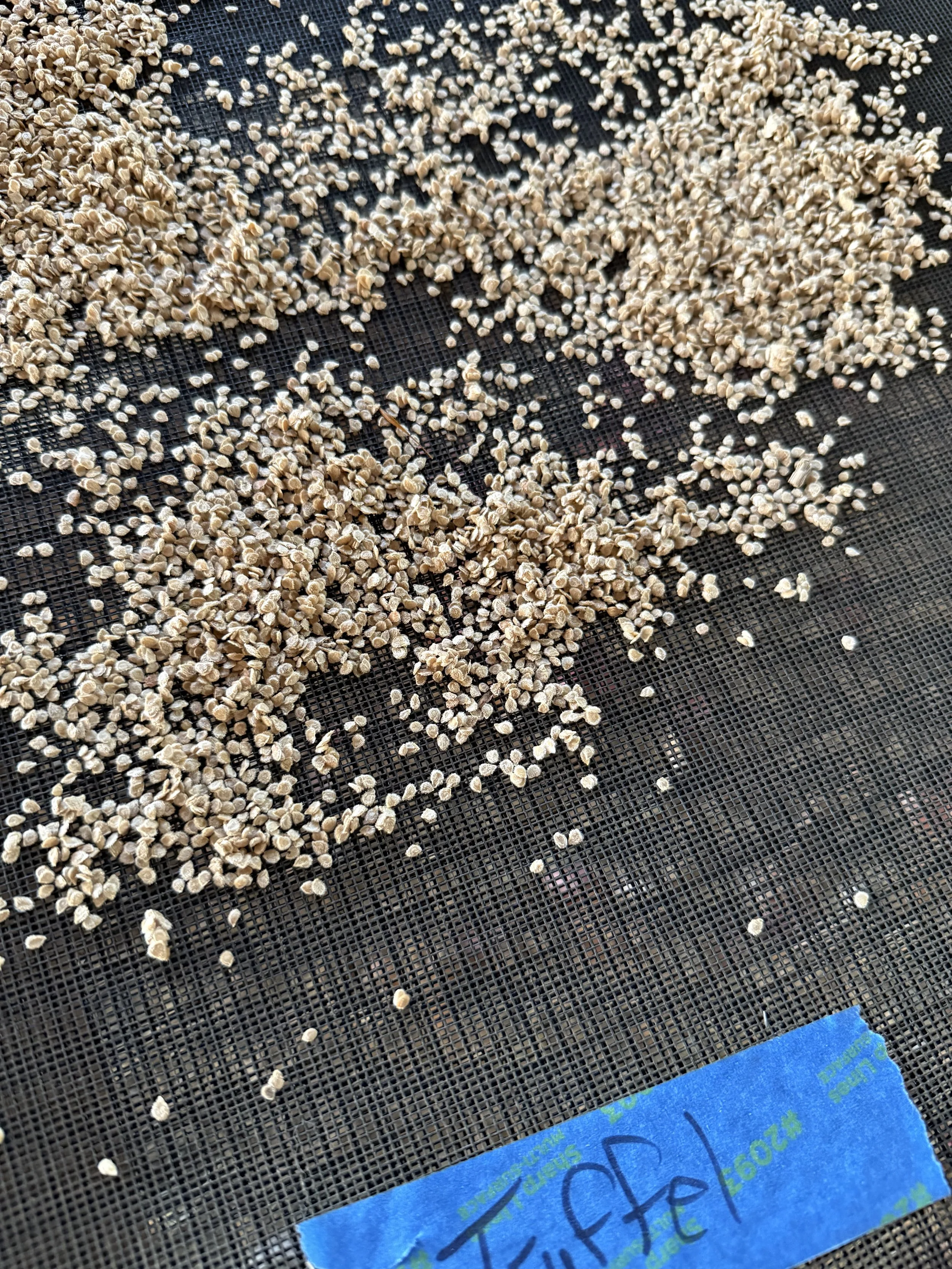 Tomato seeds all clean