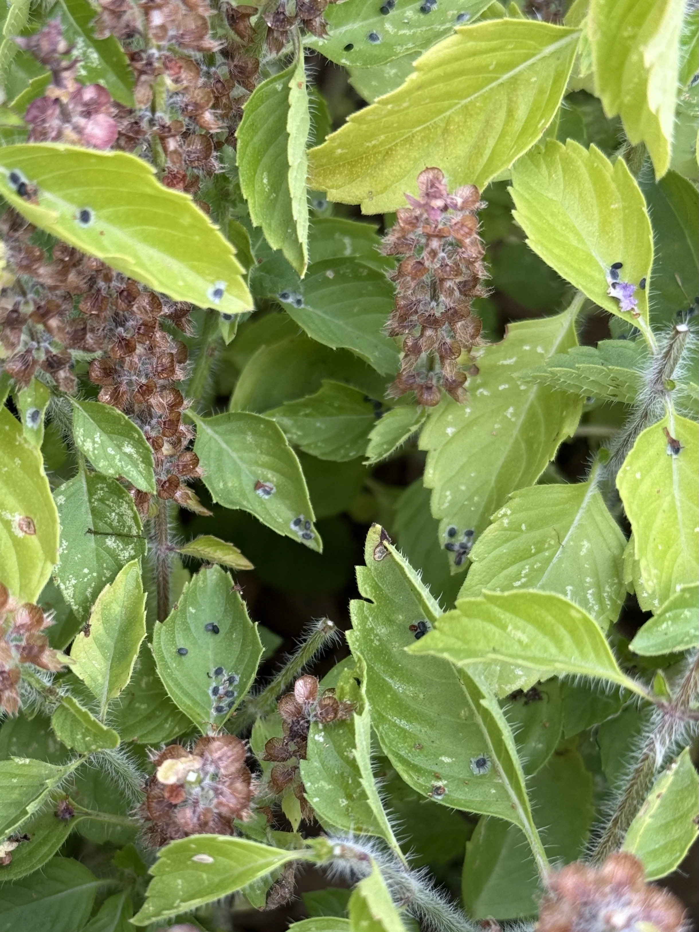 Tulsi seeds on the plant