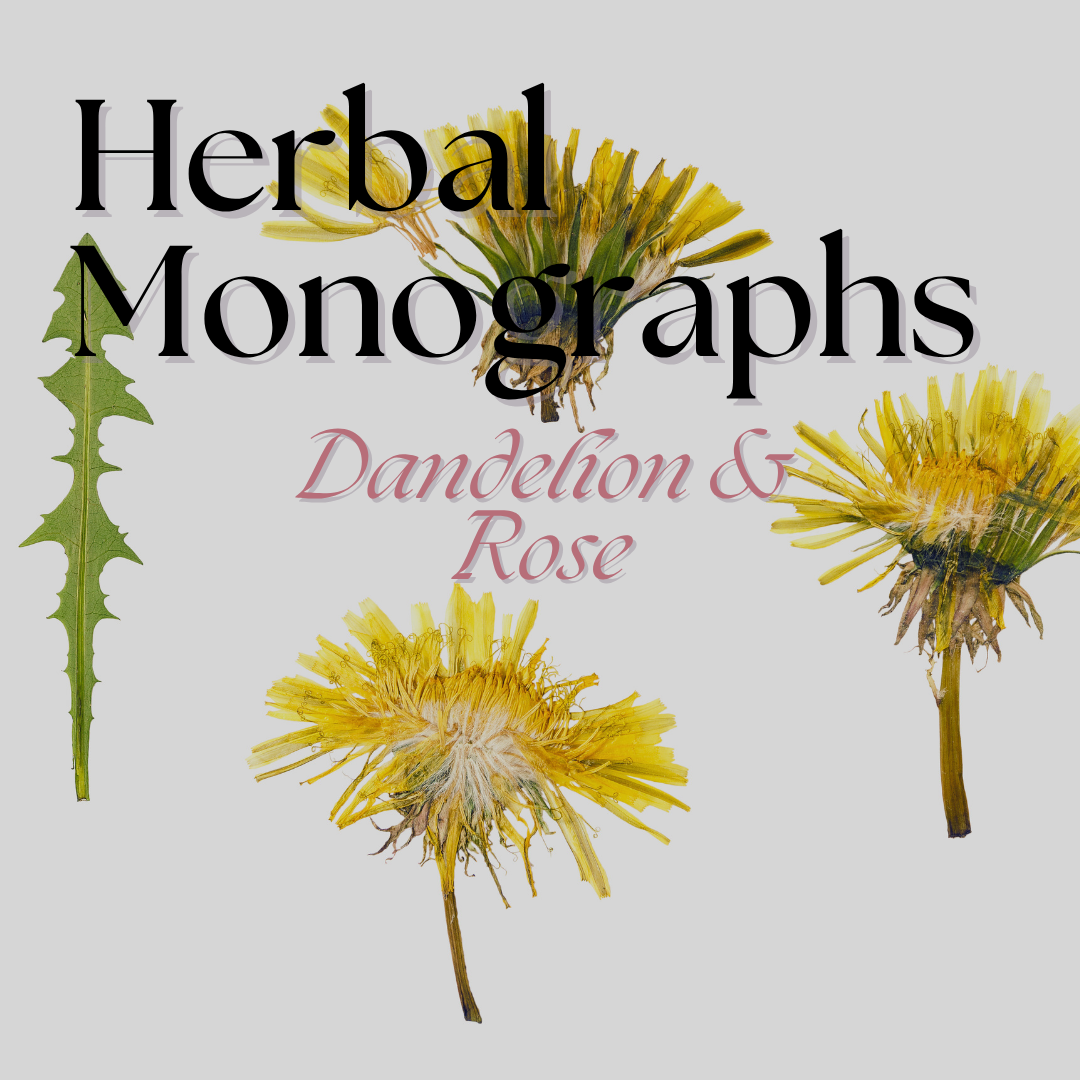 Dandelion + Rose Monograph