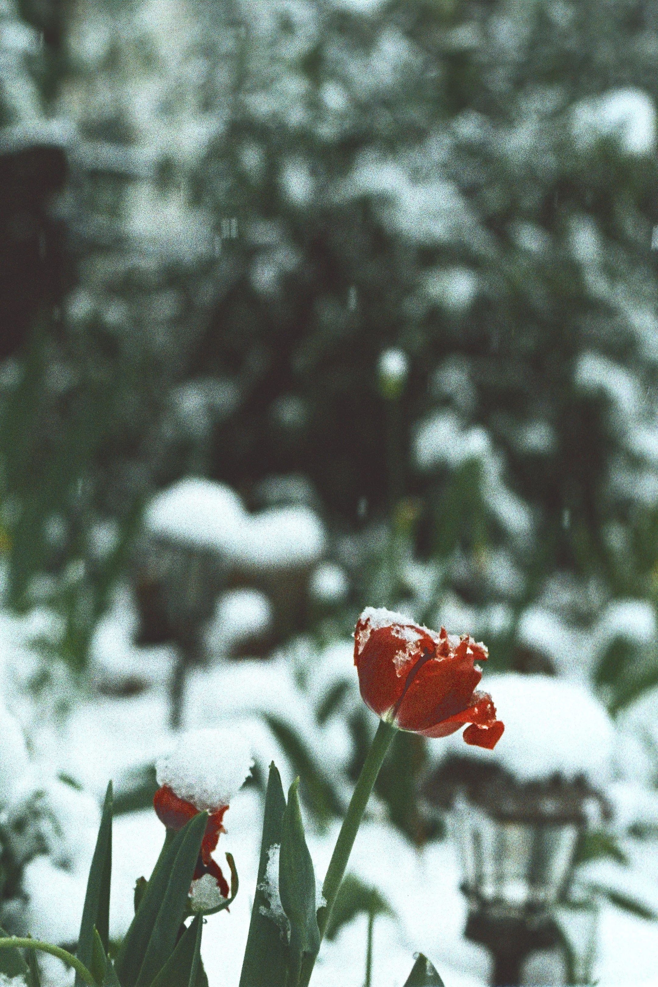 Matt Siffert - "Tulips In The Snow" - 2026