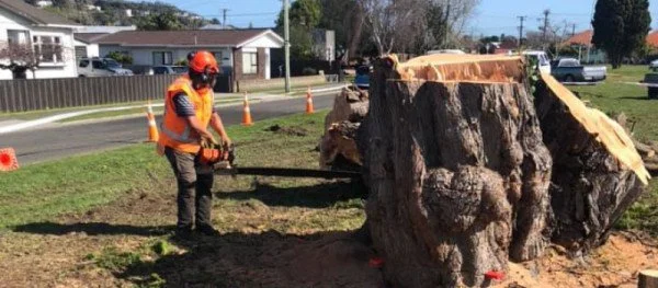 Person in safety gear using a chainsaw to cut a large tree stump in a residential area, with traffic cones placed around for safety.