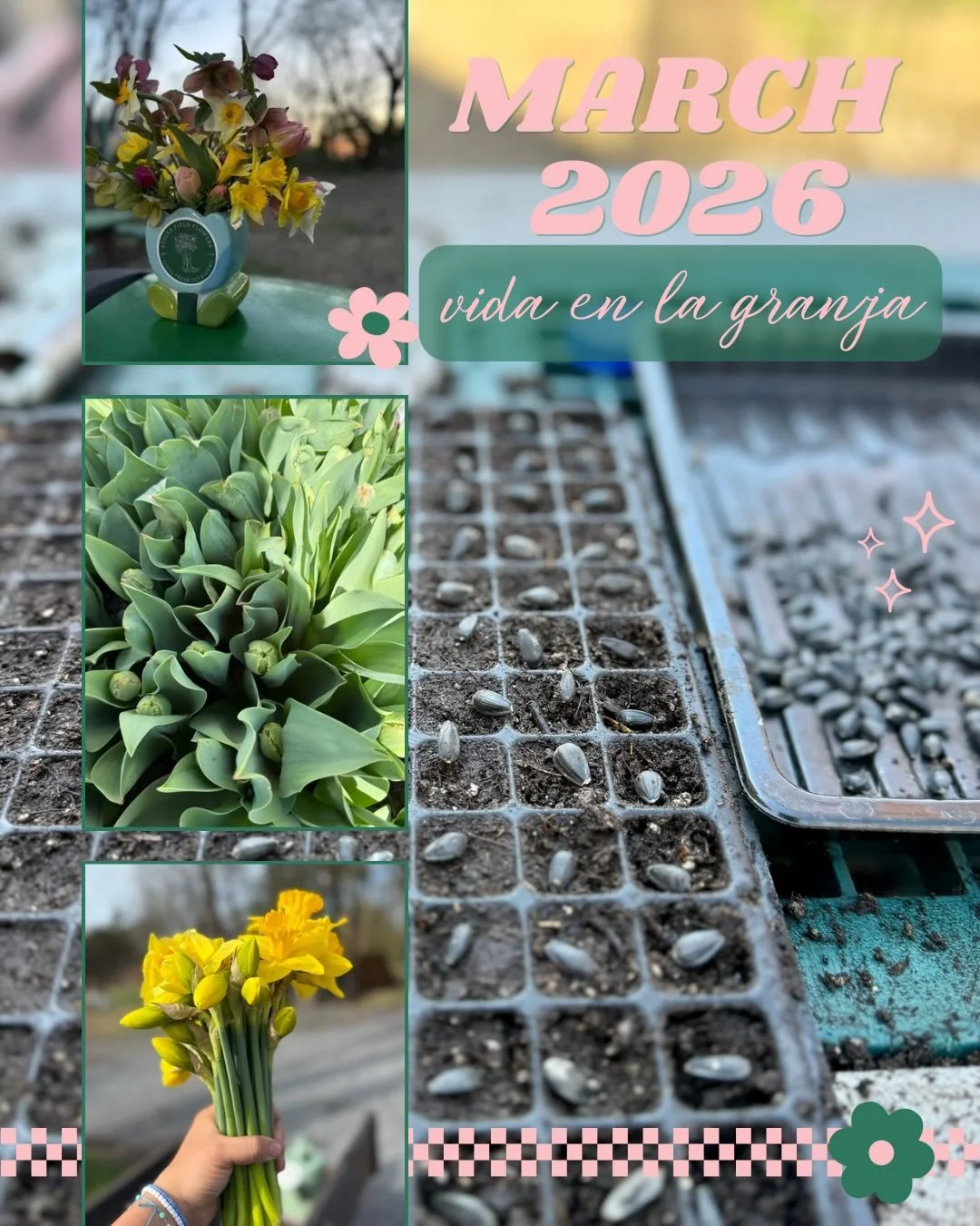 🌸 March Recap | Azalea Field Flowers 🌸

March&hellip; you really did your thing.

Our tulips are almost ready (I can feel it 🥹), and the daffodils have officially been blooming &mdash; including my favorite tradition&hellip; my son bringing me the