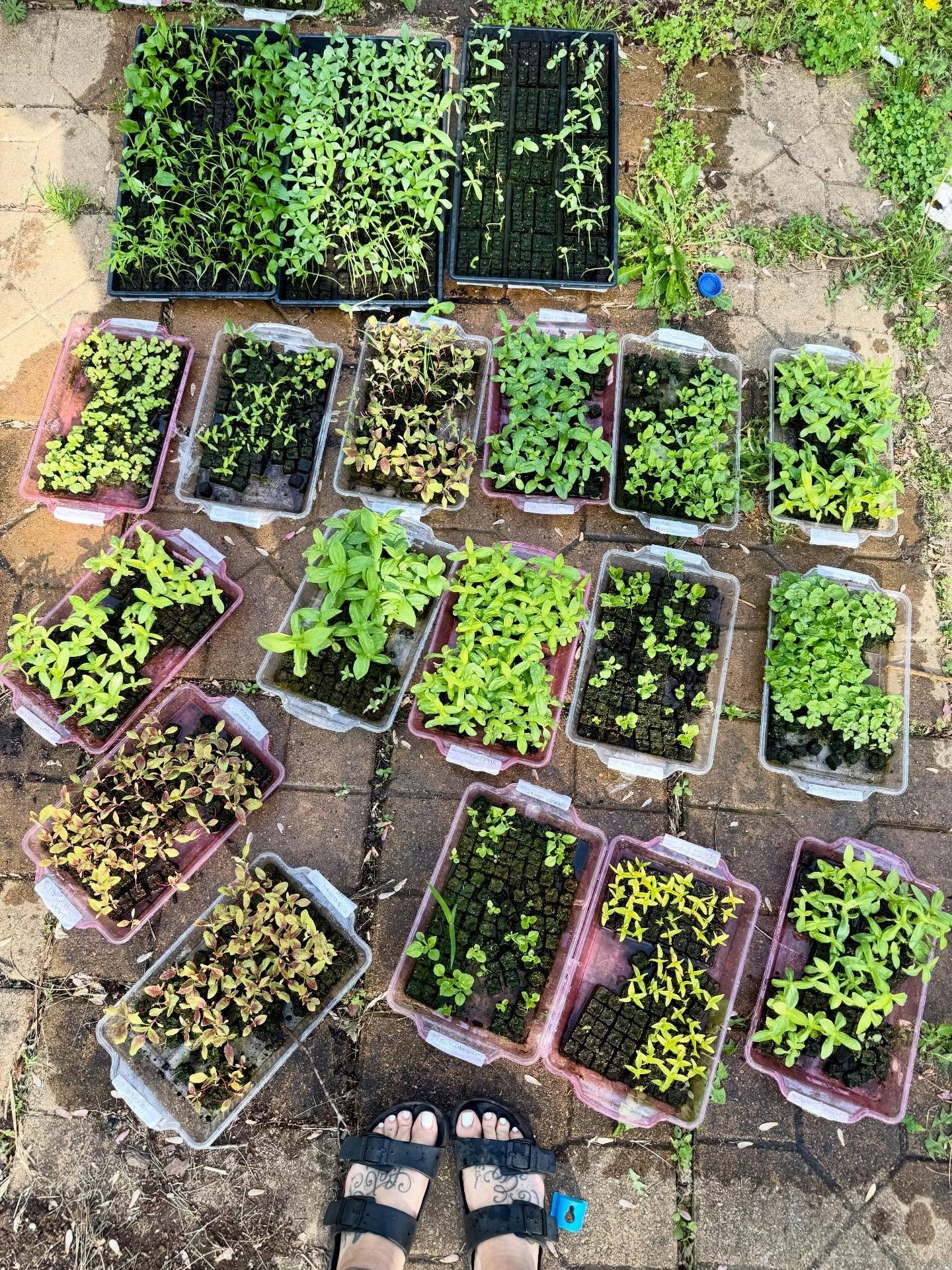 This weekend we&rsquo;re fully booked with events ✨
But once we wrap up, it&rsquo;s straight back to the farm for a full weekend of planting 🌱

These are our first succession of heat lovers going into the ground. Succession planting means we plant i