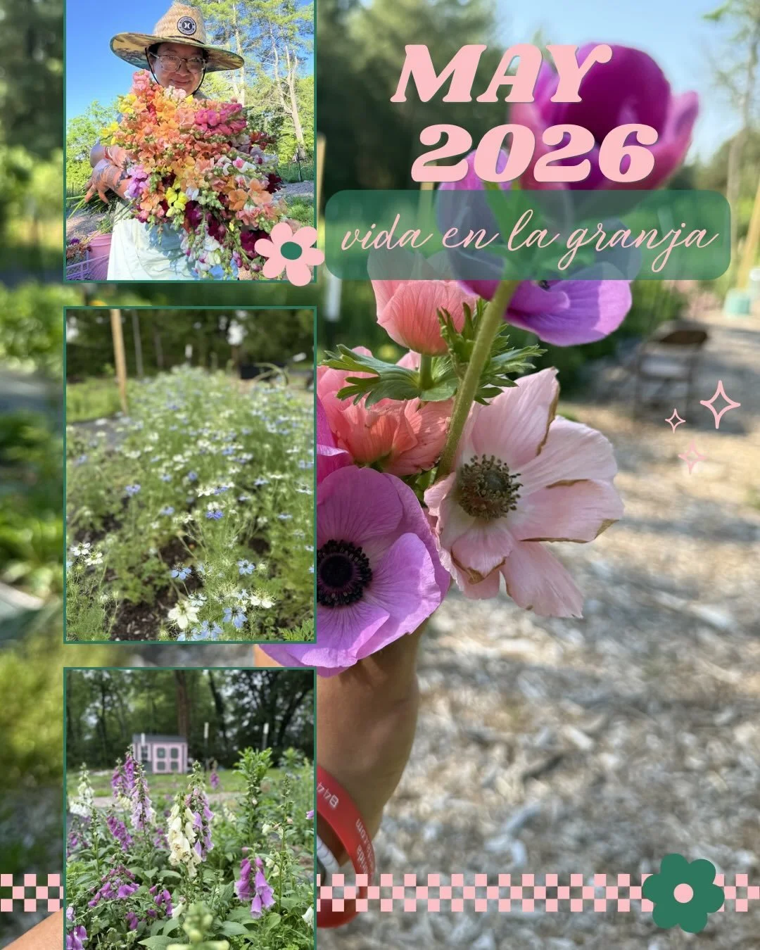🌸 May Recap | Azalea Field Flowers 👩🏻&zwj;🌾🩷

May was a month of challenges, growth, and a whole lot of learning.

The spring weather was rough, and many of the crops I planned for Mother&rsquo;s Day were running behind. Between delayed blooms a