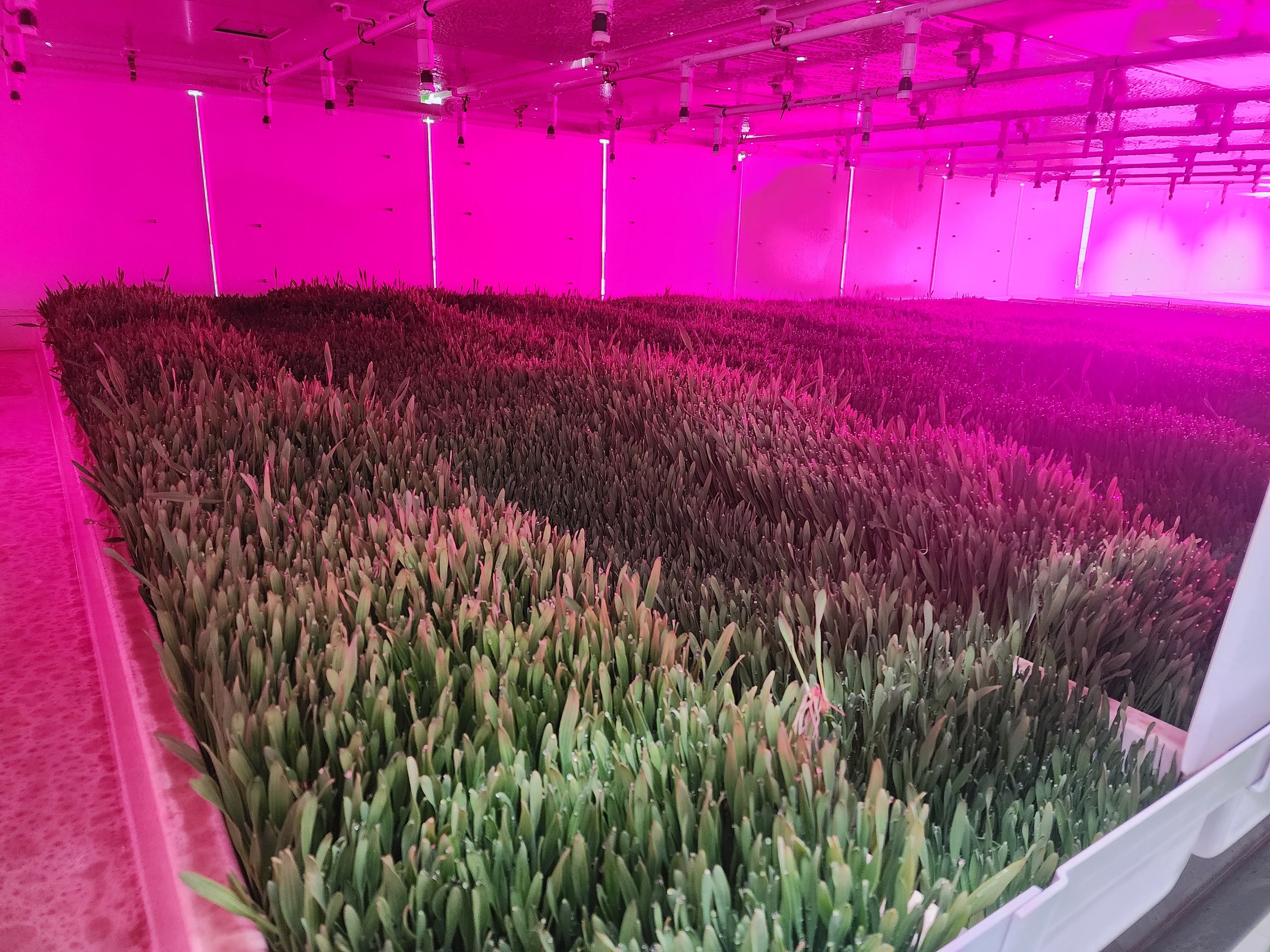 Day_8_-_2_days_to_harvest.