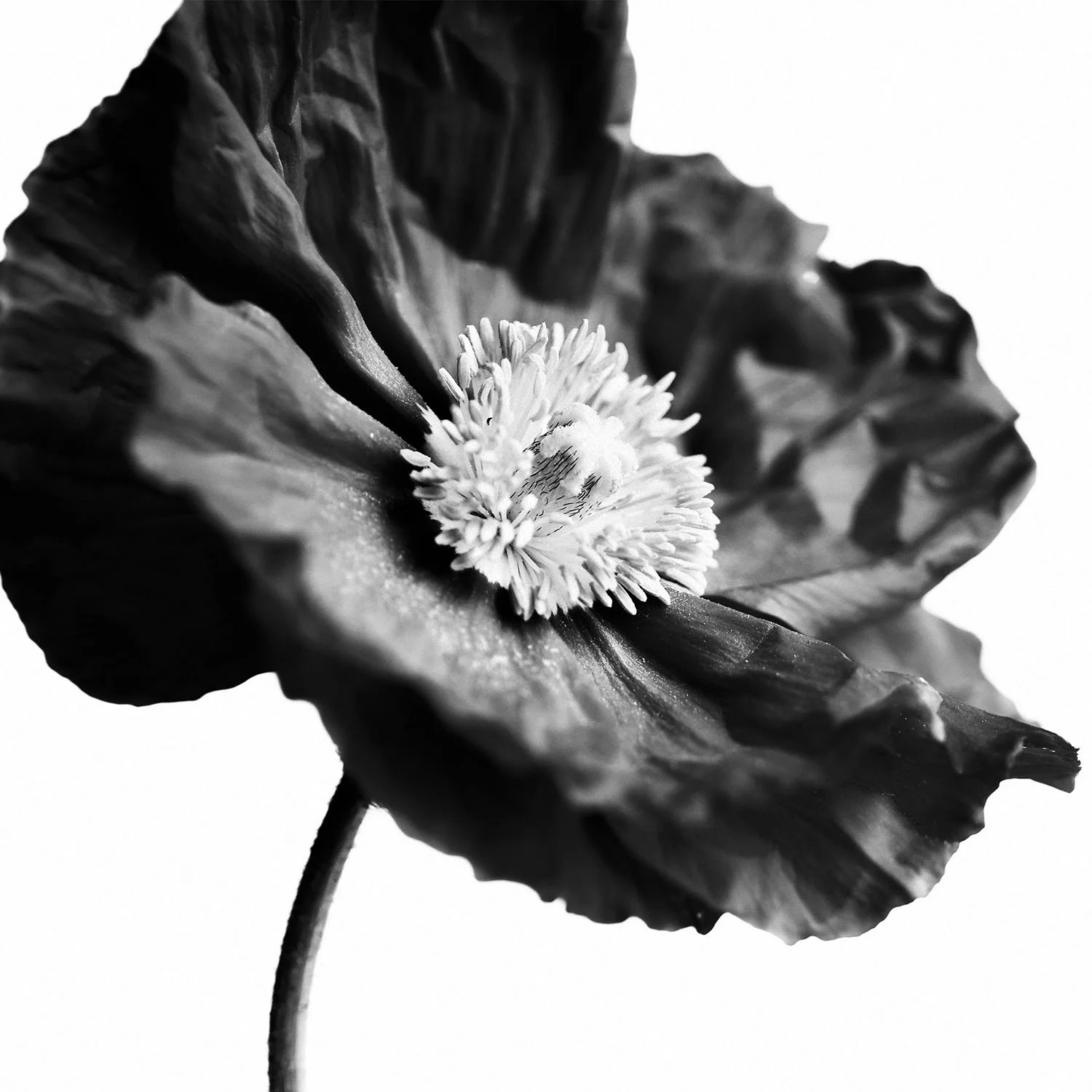 Fine art black flower photograph by Vera Gošić Photography